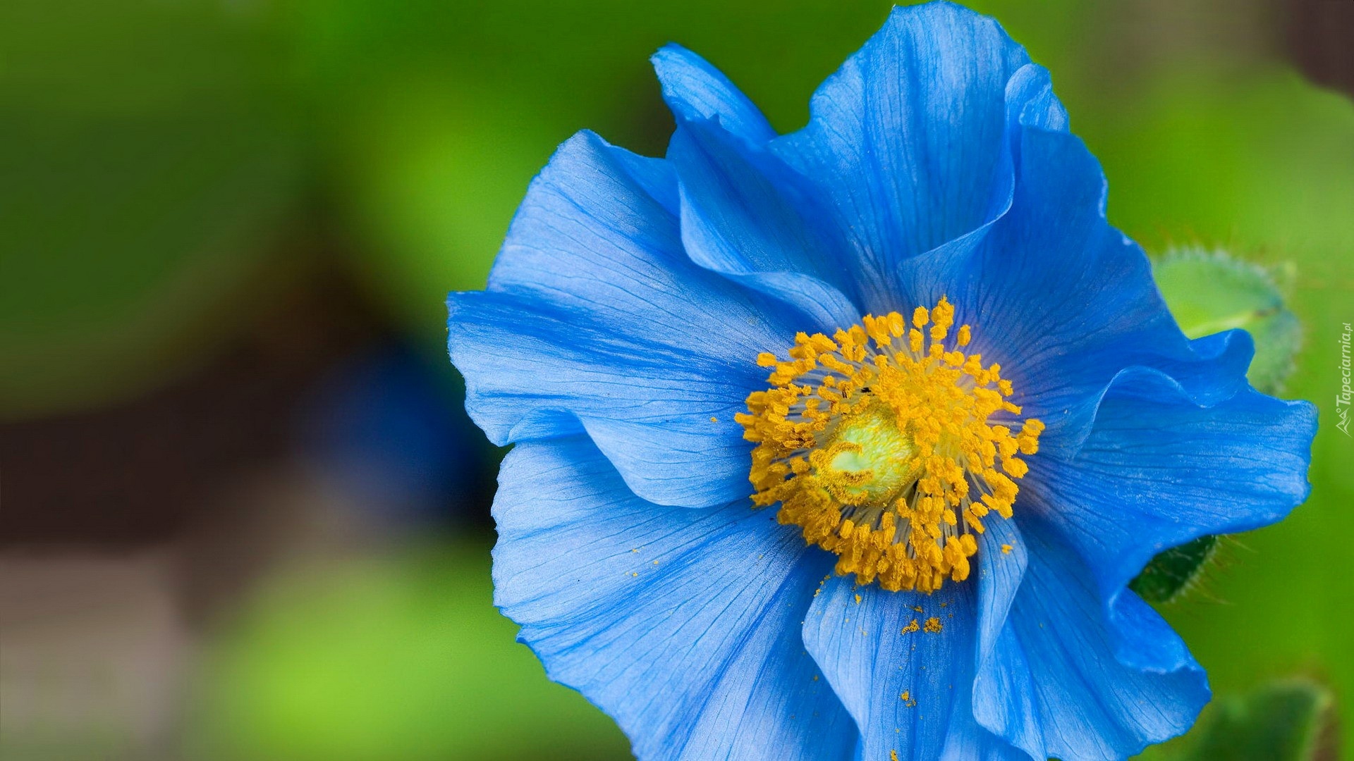 Kwiat, Mak Niebieski
