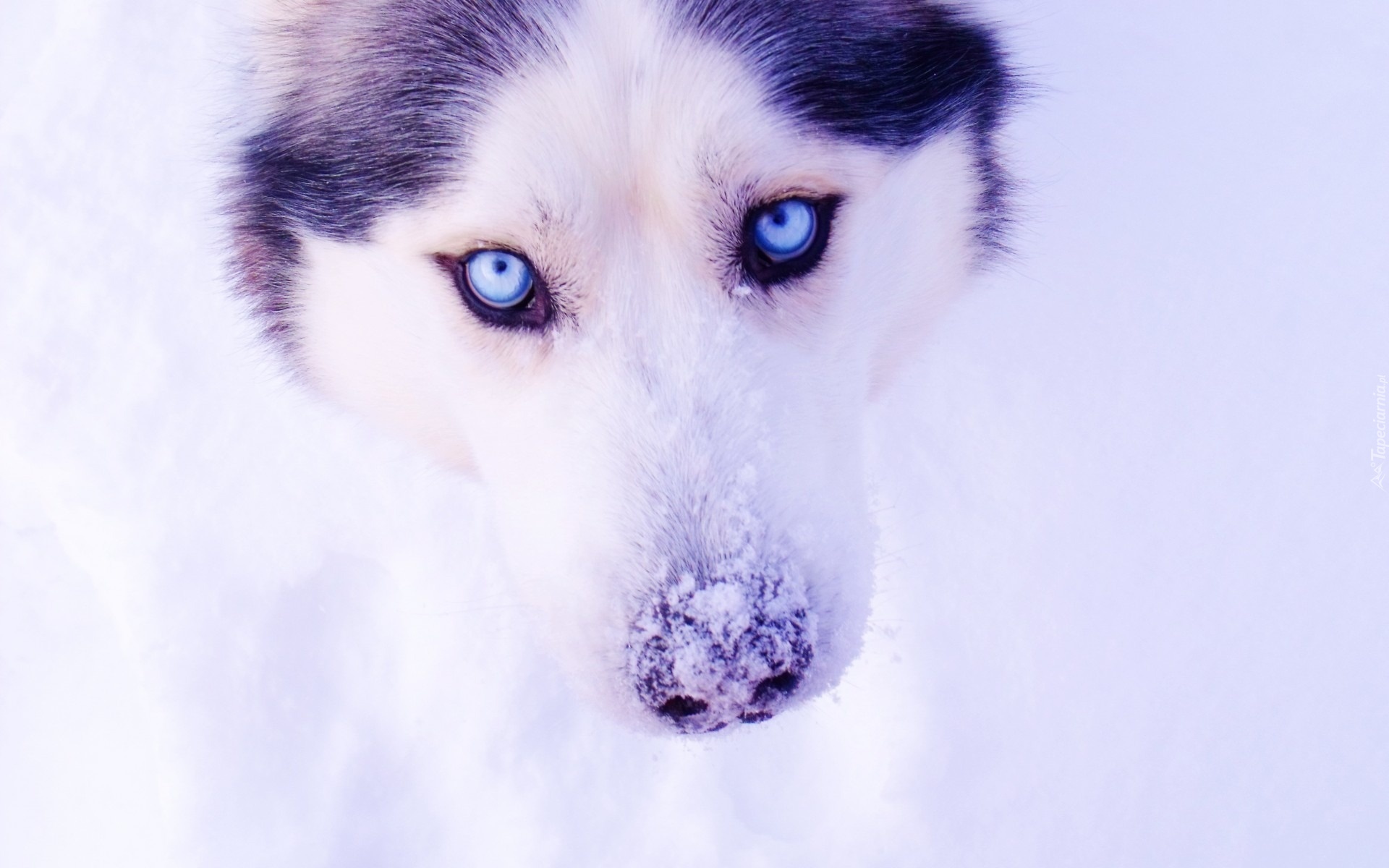 Pies, Siberian Husky, Zima, Śnieg