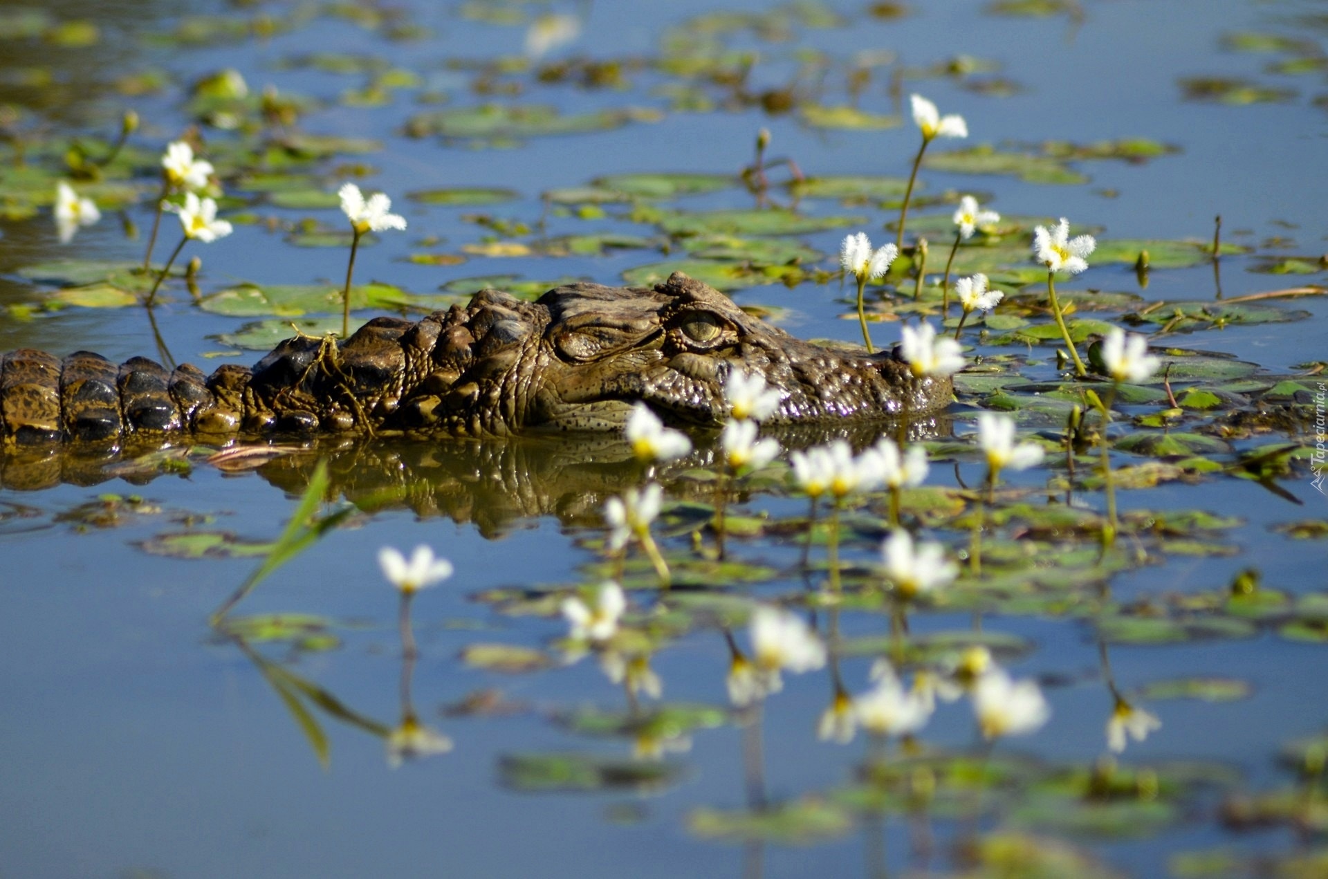 Krokodyl, Woda, Kwiaty