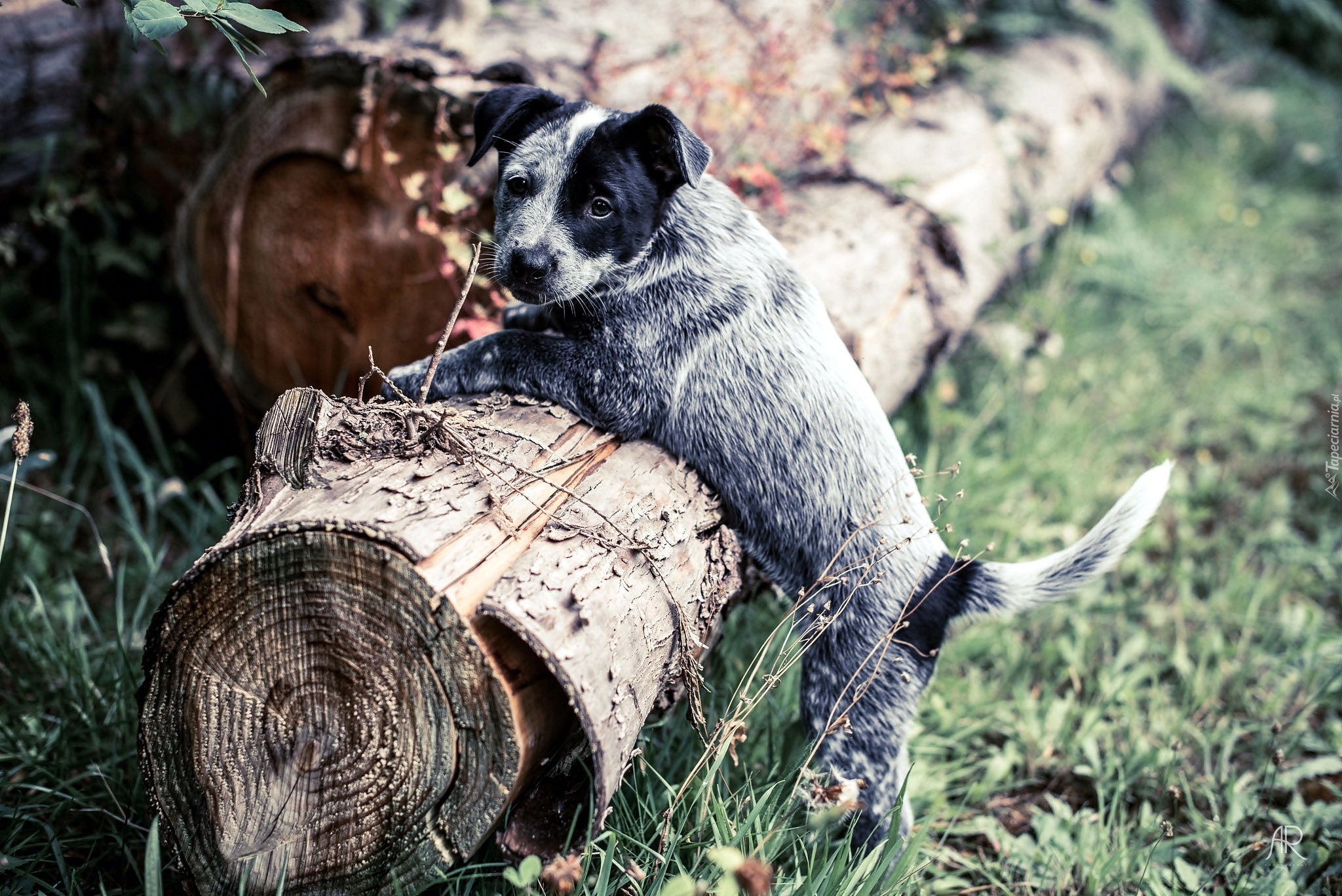 Pies, Szczeniak, Australian cattle dog, Pień