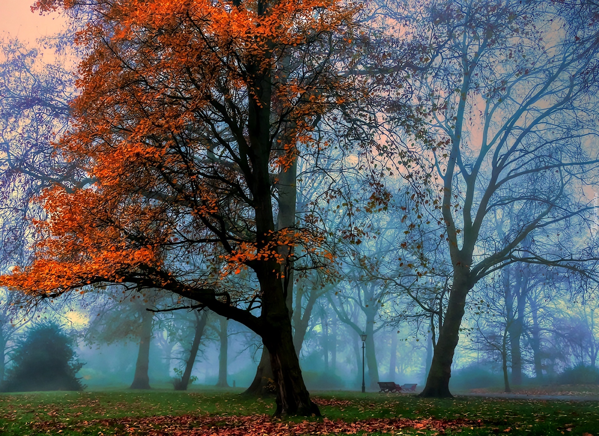 Park, Mgła, Drzewa