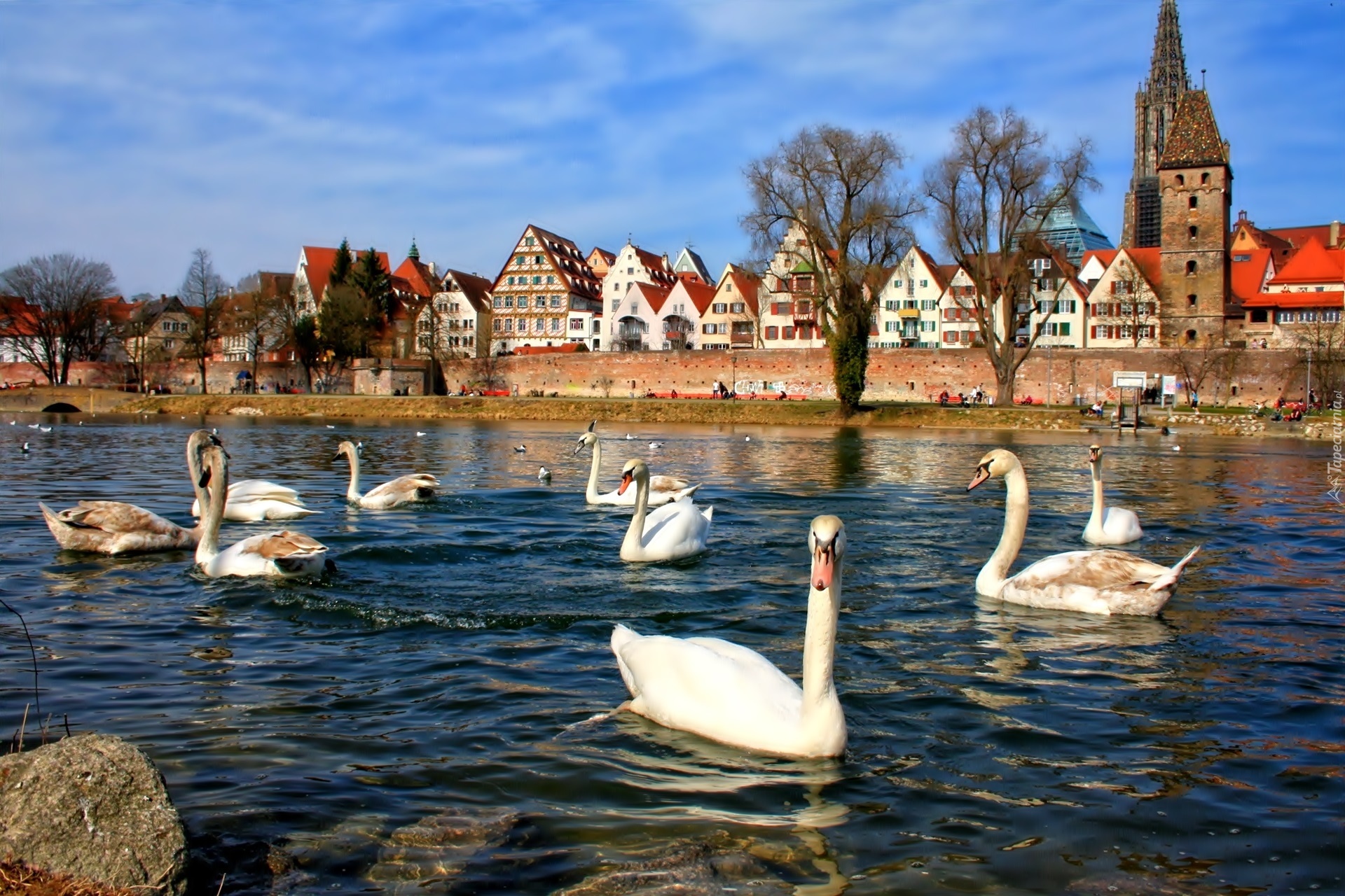 Rzeka, Łabędzie, Domy