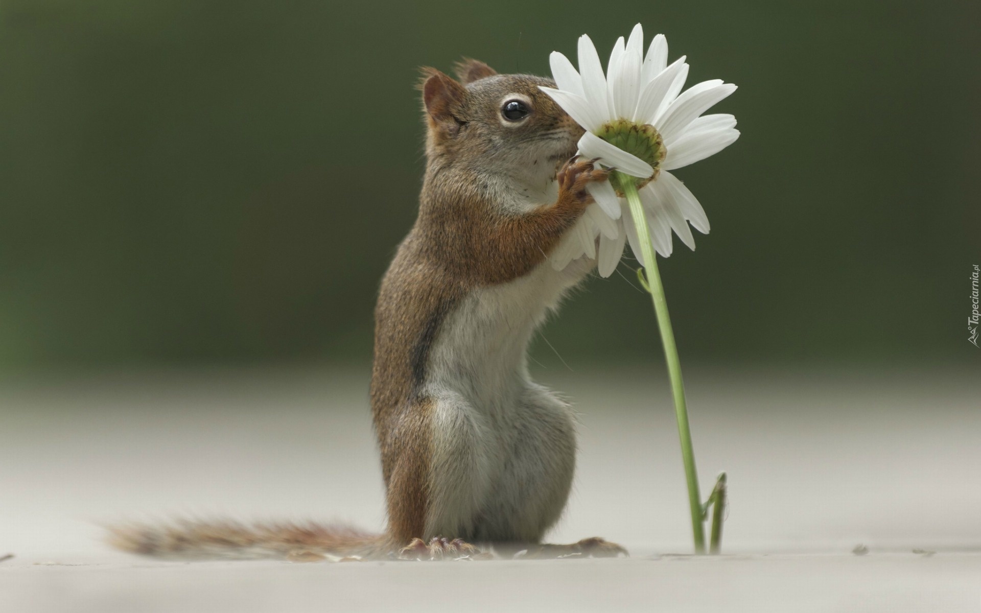 Chipmunk, Kwiatek, Margerytka