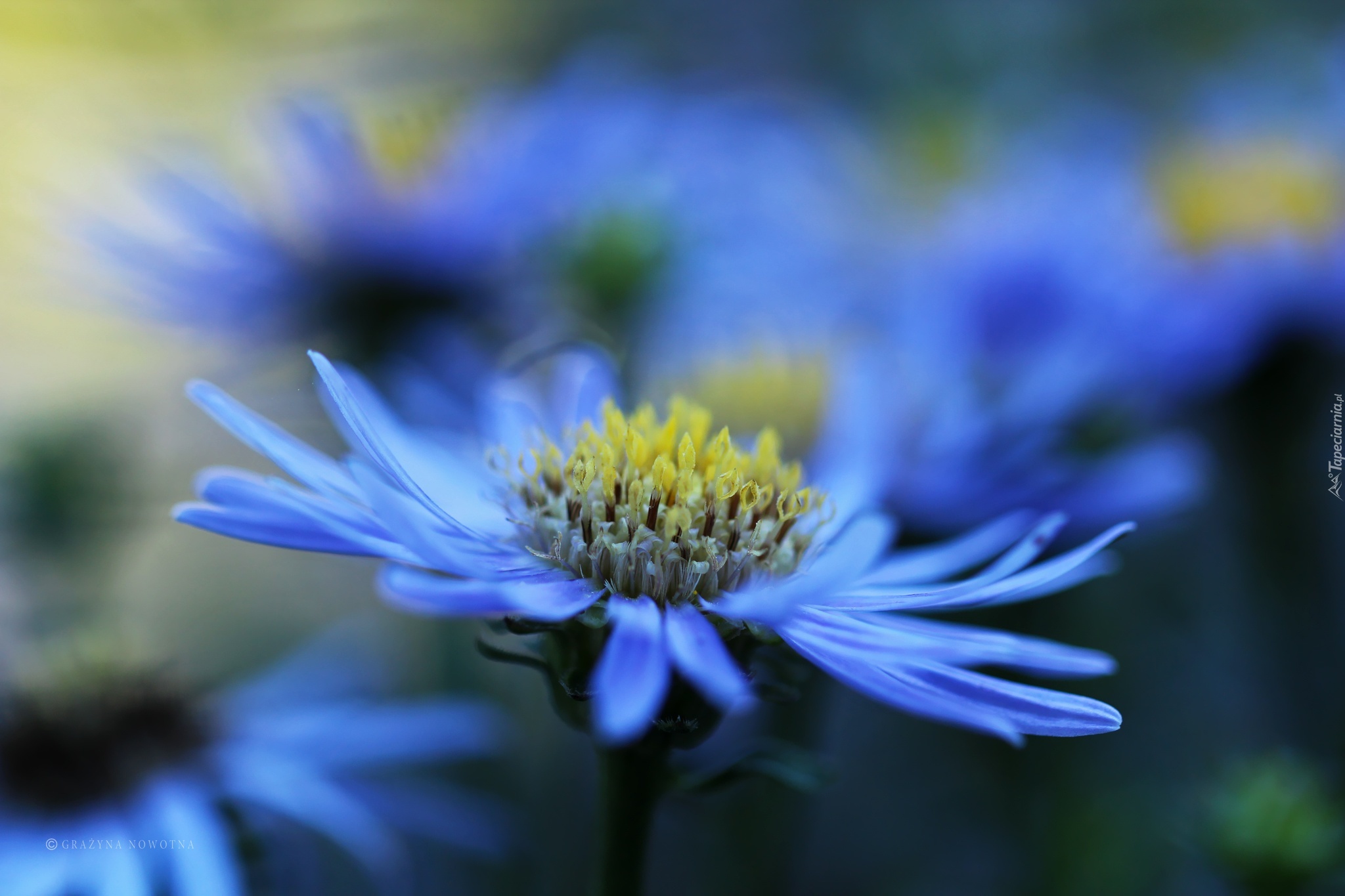 Aster, Niebieski, Kwiat