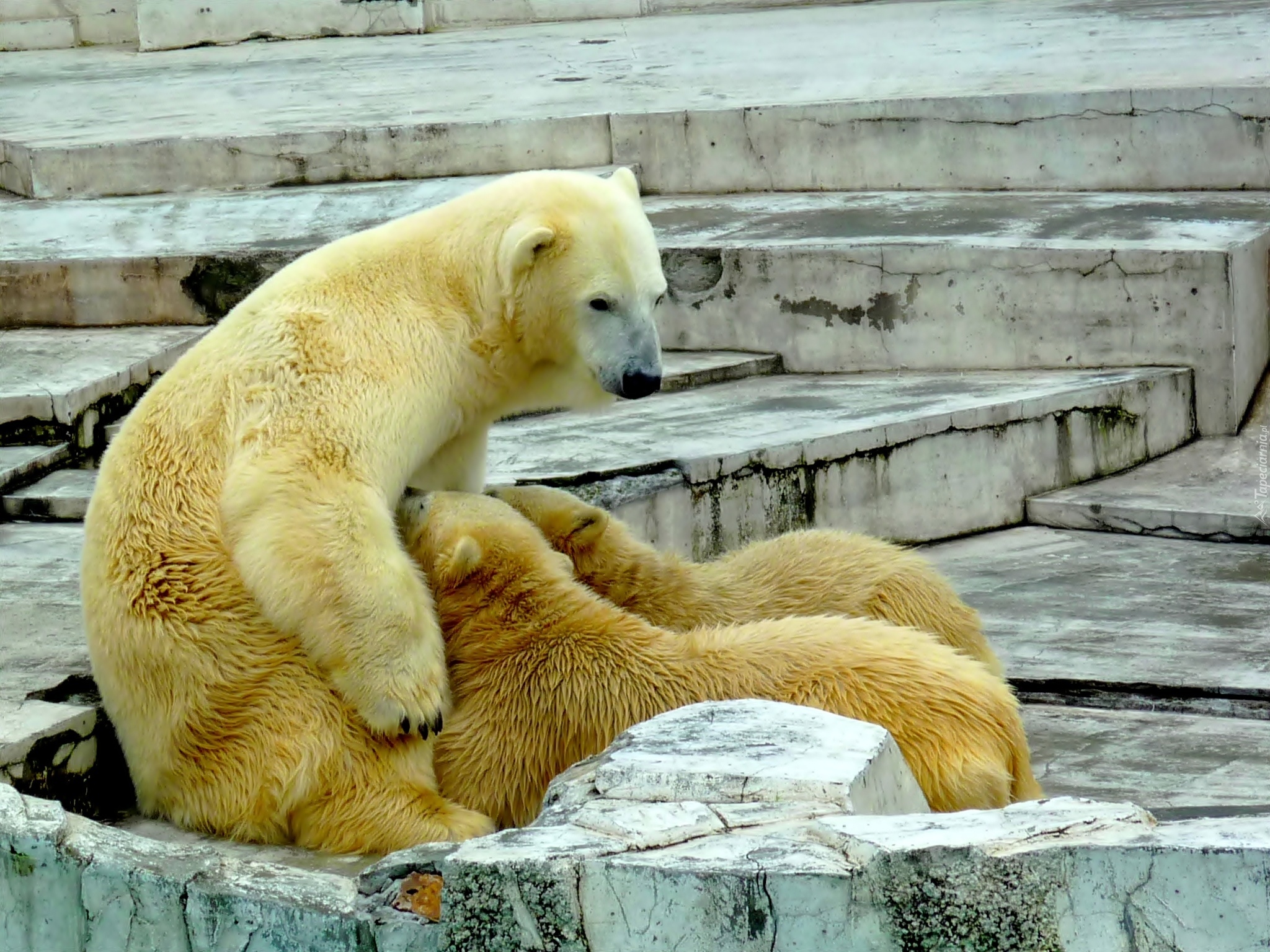 Niedźwiedzica, Niedźwiadki, Zoo