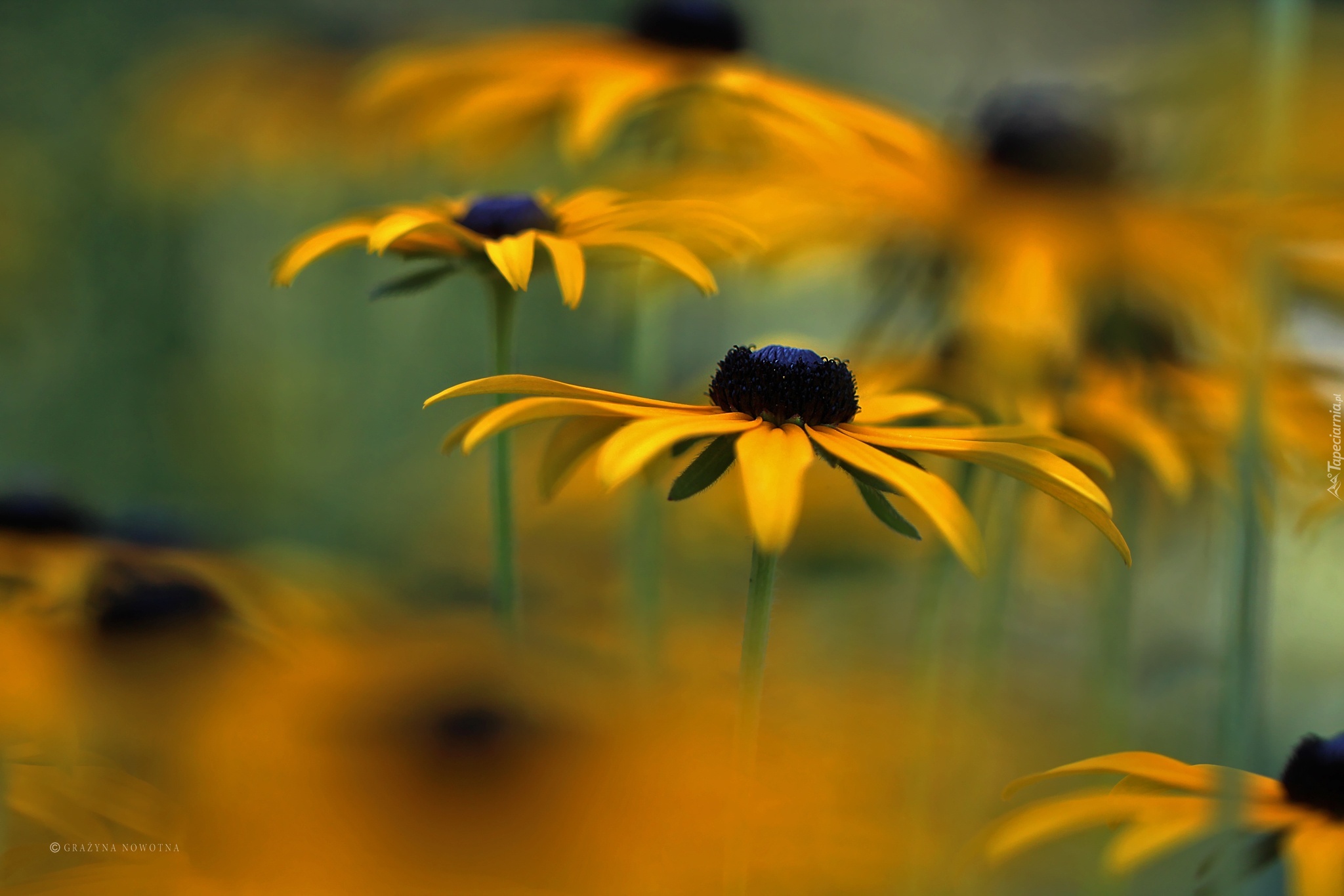 Rudbekia, Żółte, Kwiaty