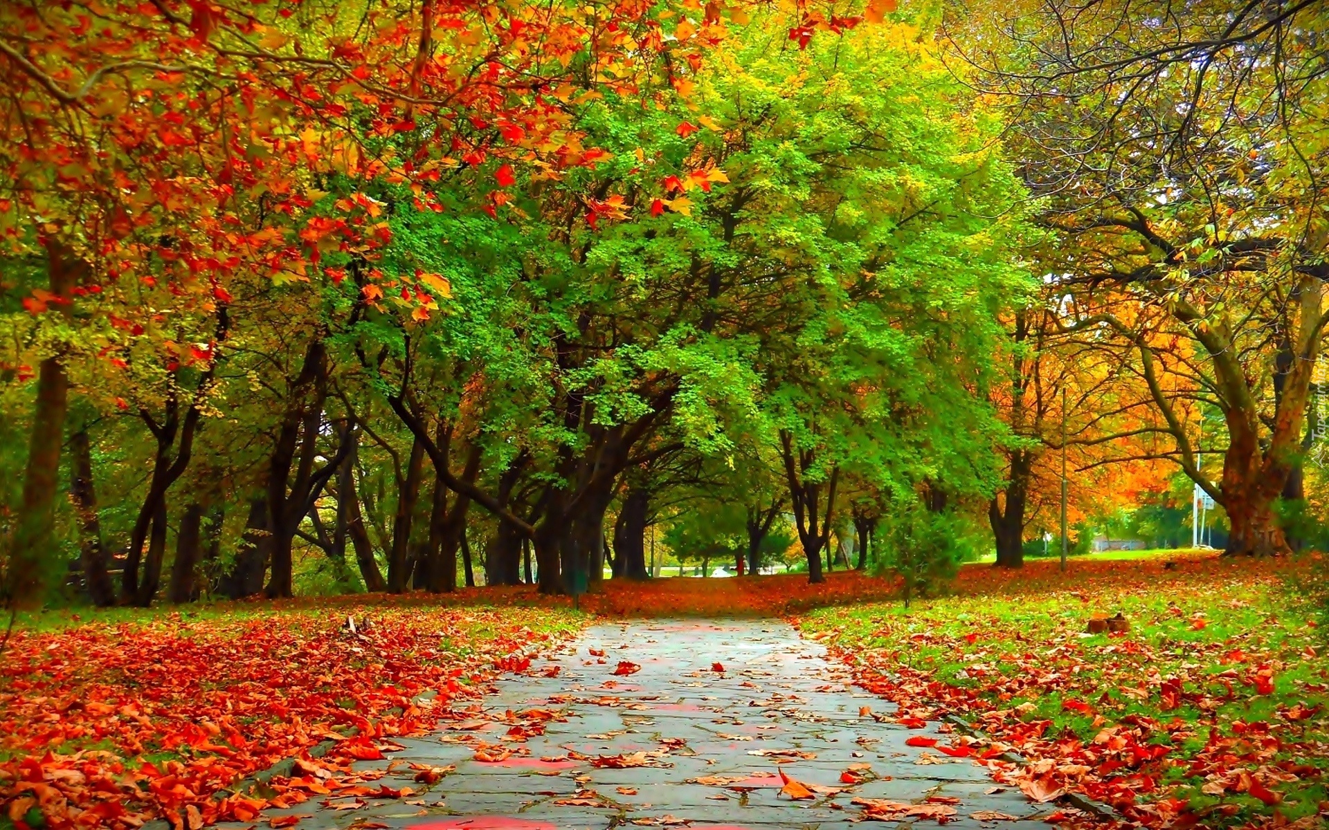 Jesień, Park, Ścieżka, Drzewa, Liście