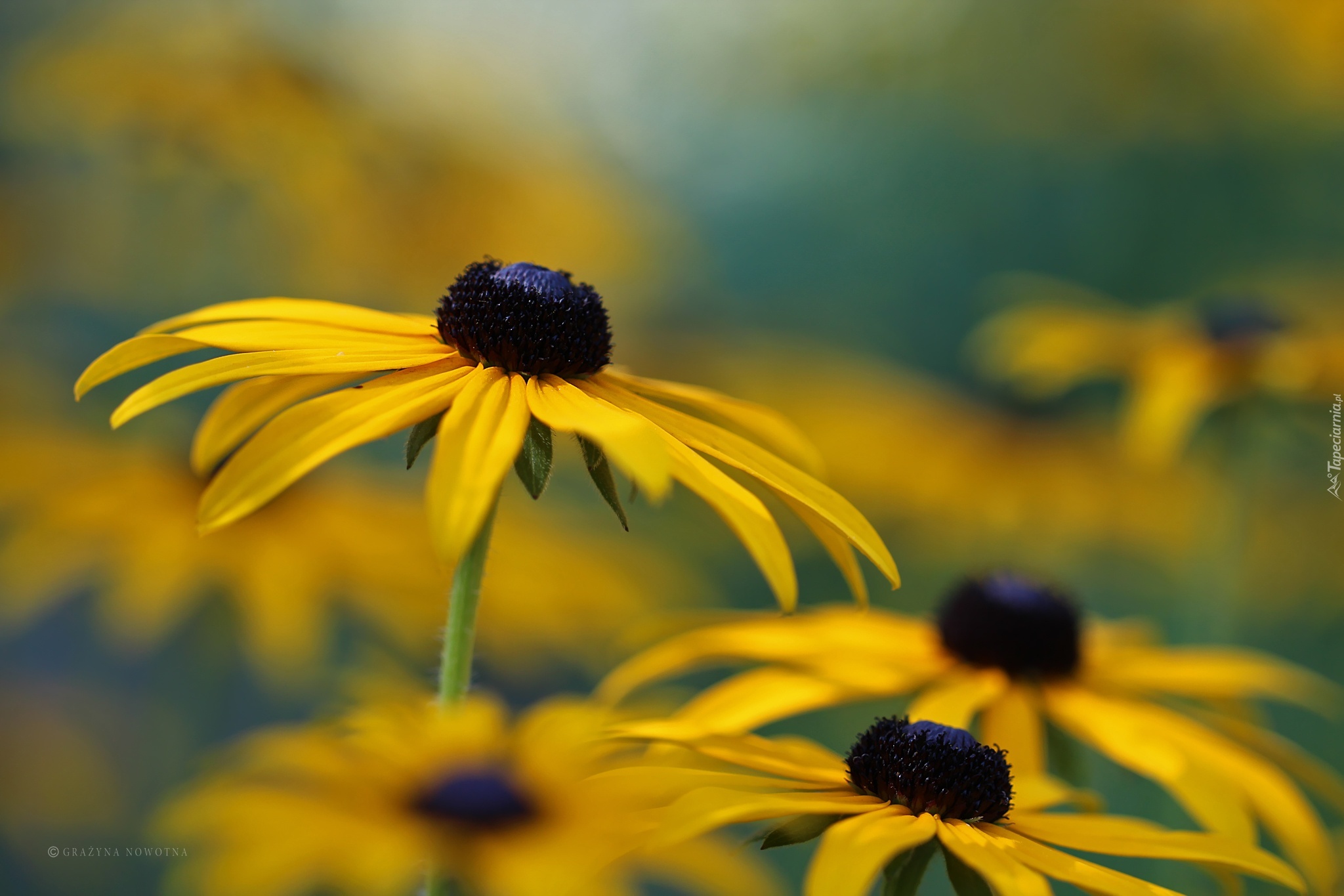 Rudbekia, Żółty, Kwiat