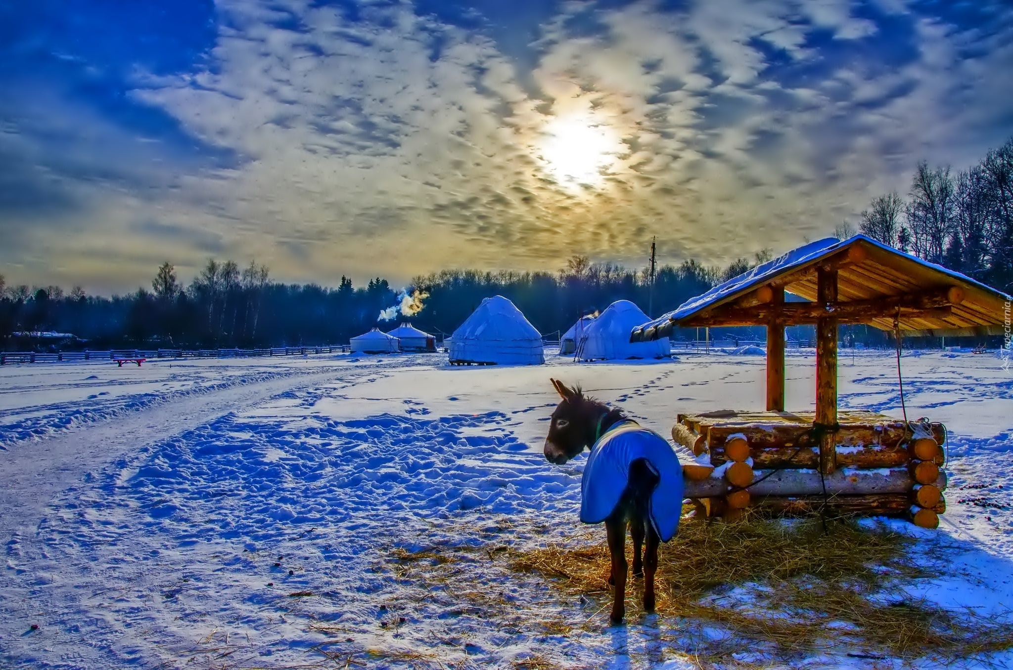 Osioł, Namioty, Zima