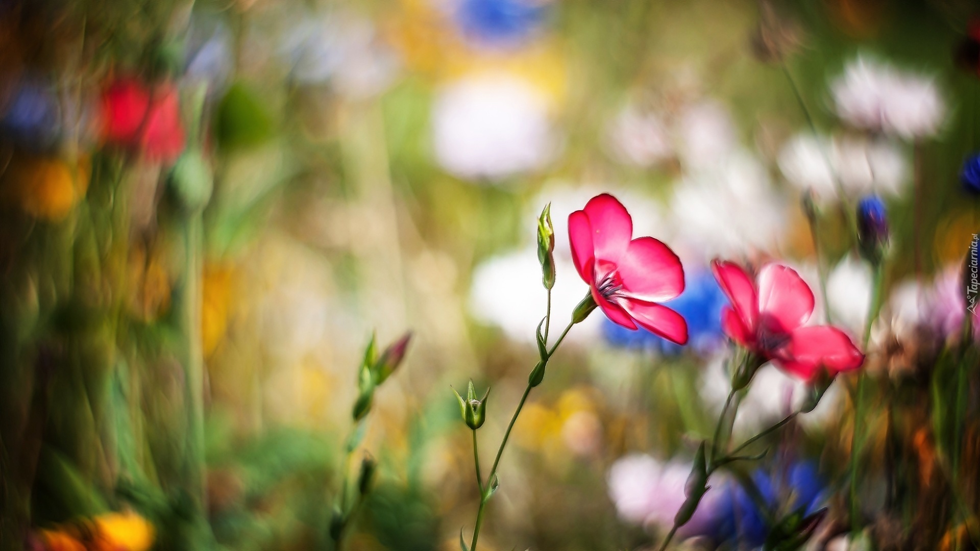 Polne, Kwiaty, Bokeh