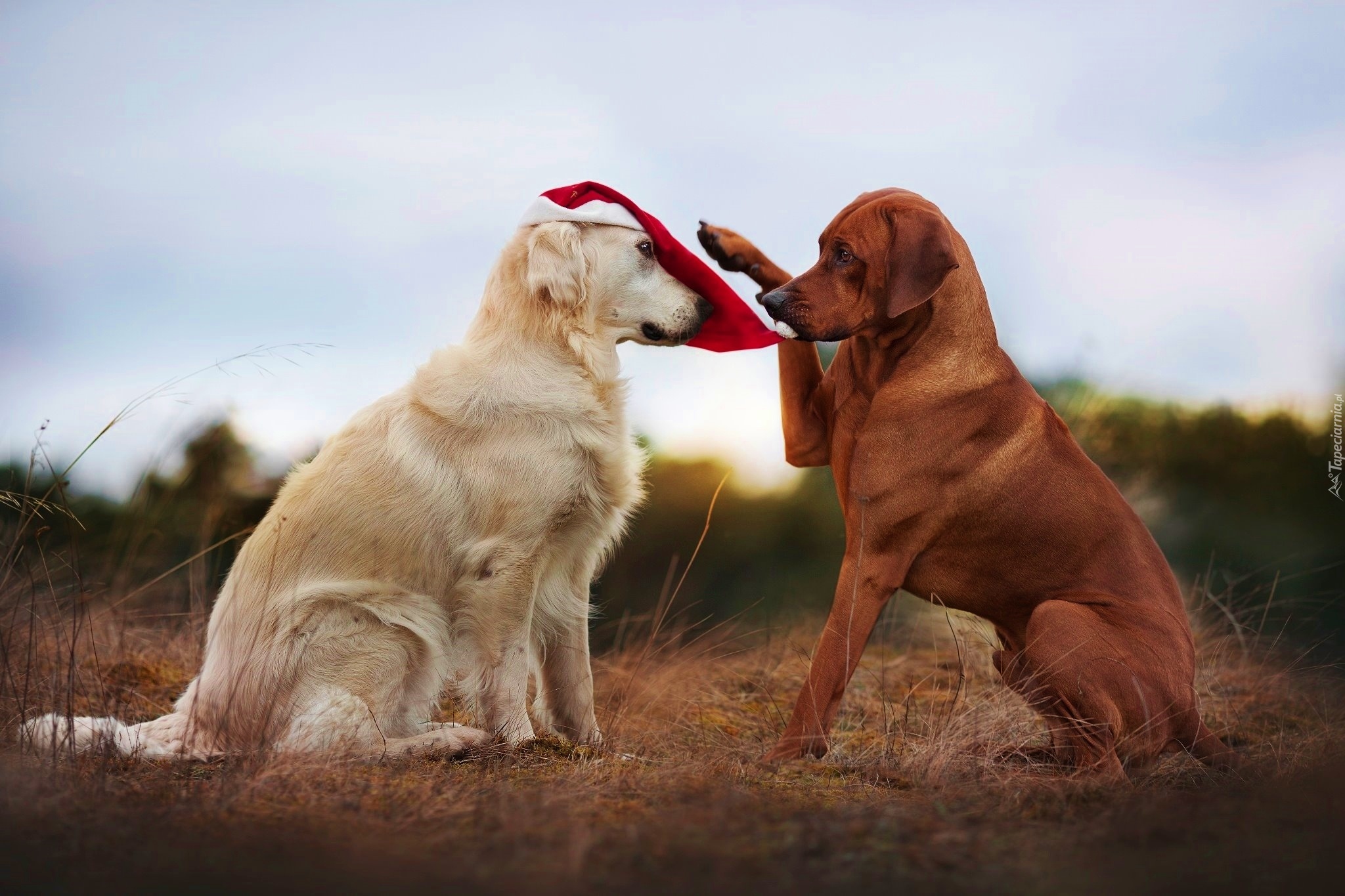 Dwa, Psy, Golden retriever, Rhodesian ridgeback, Czapka