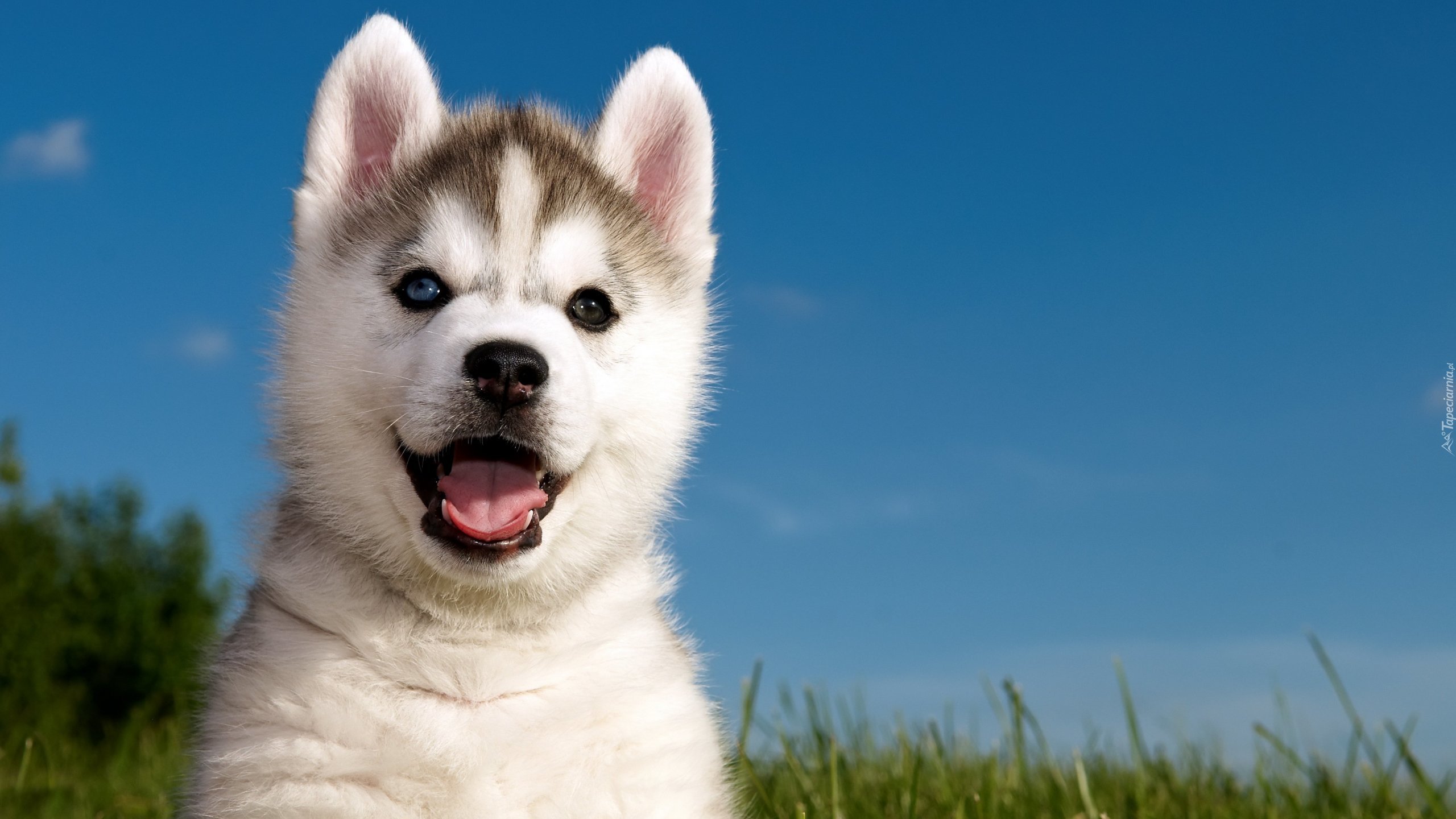 Siberian Husky, Słodki, Szczeniak