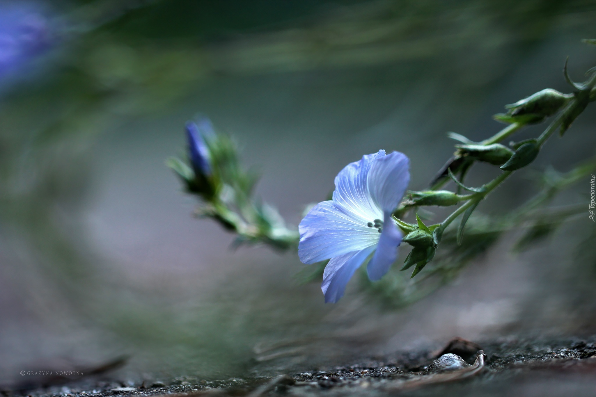 Len Włochaty, Niebieski, Kwiat