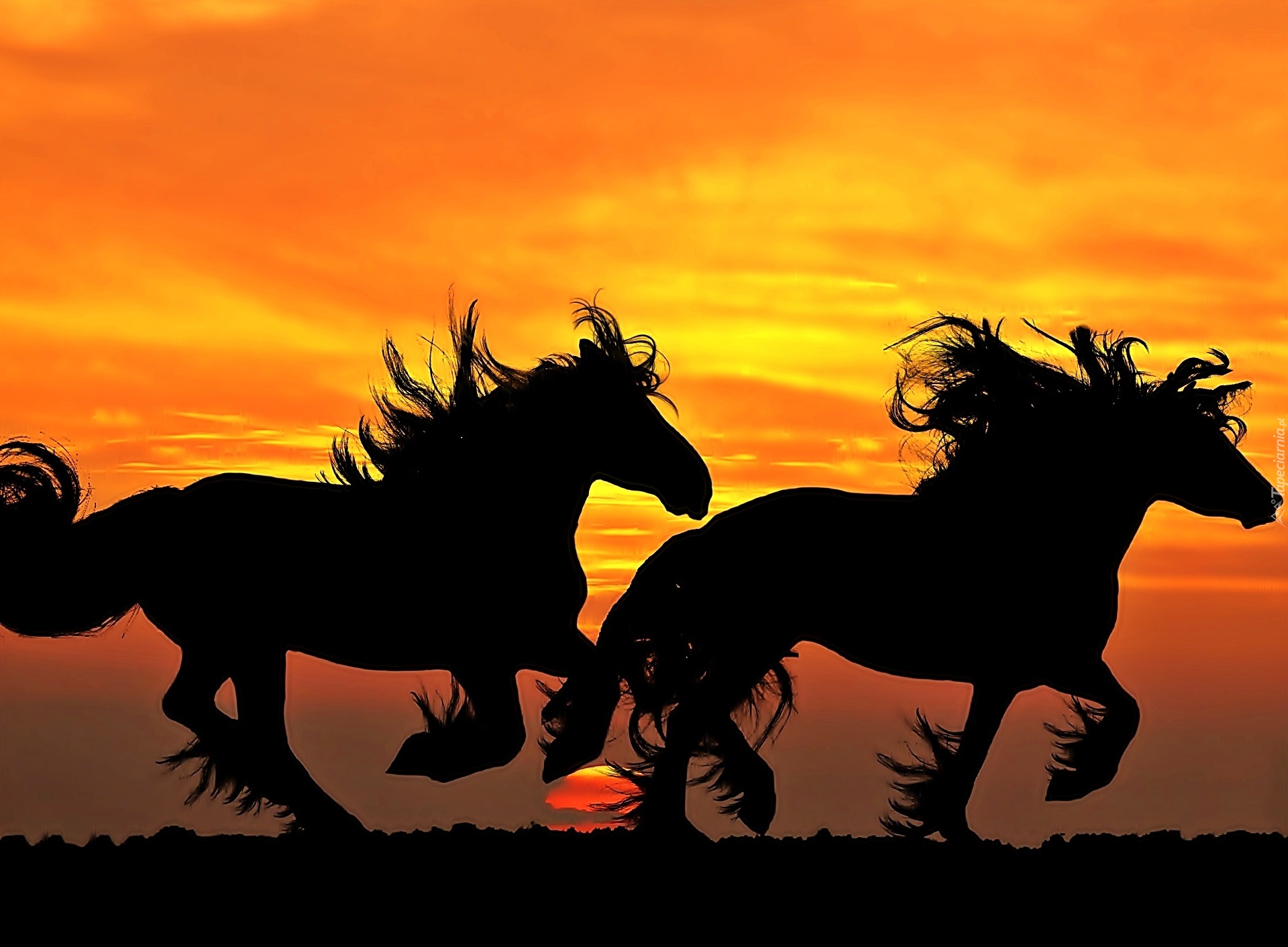 Стадо лошадей на закате бесплатно