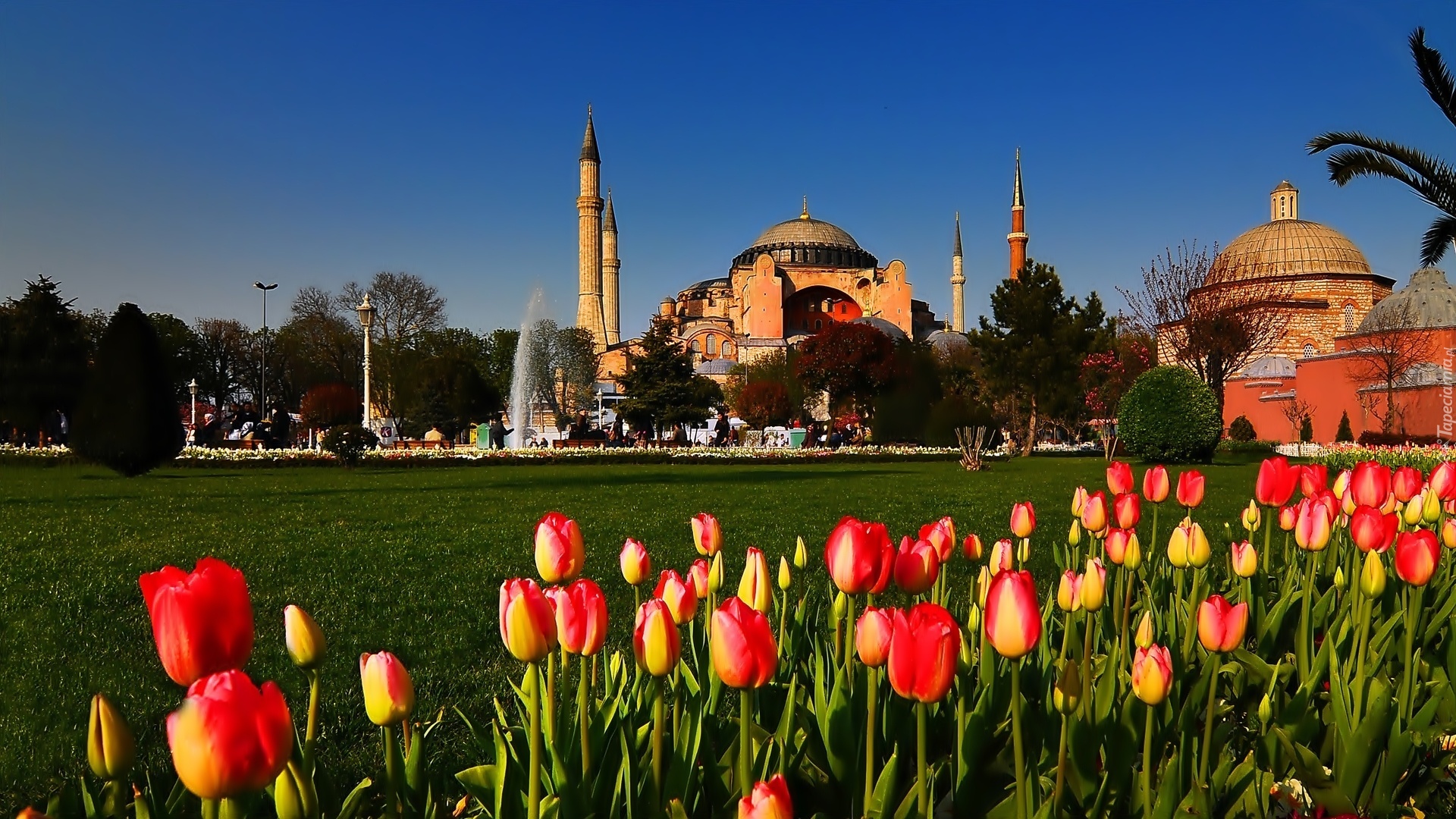 Meczet, Tulipany, Turcja