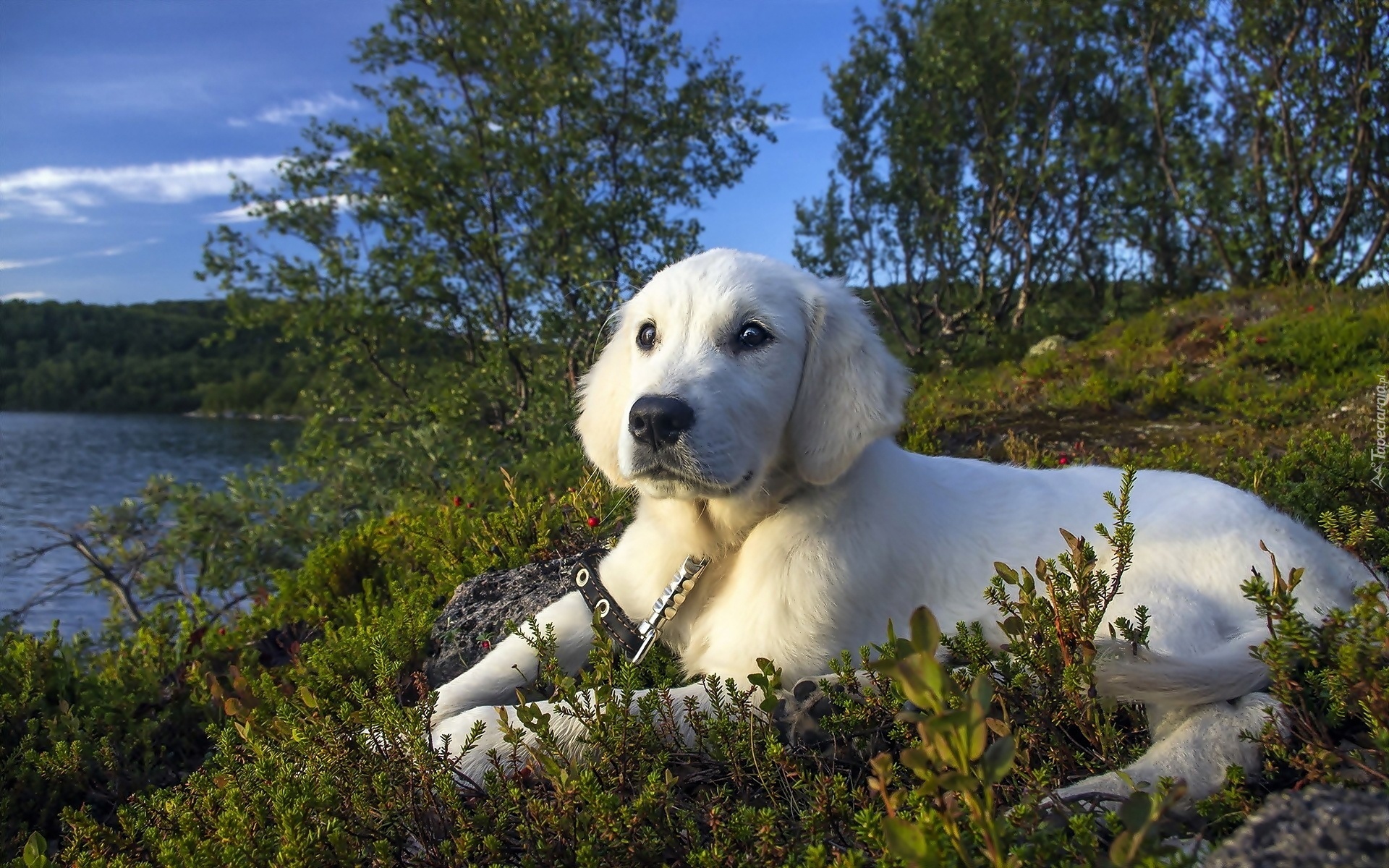 Pies, Golden retriever, Jezioro