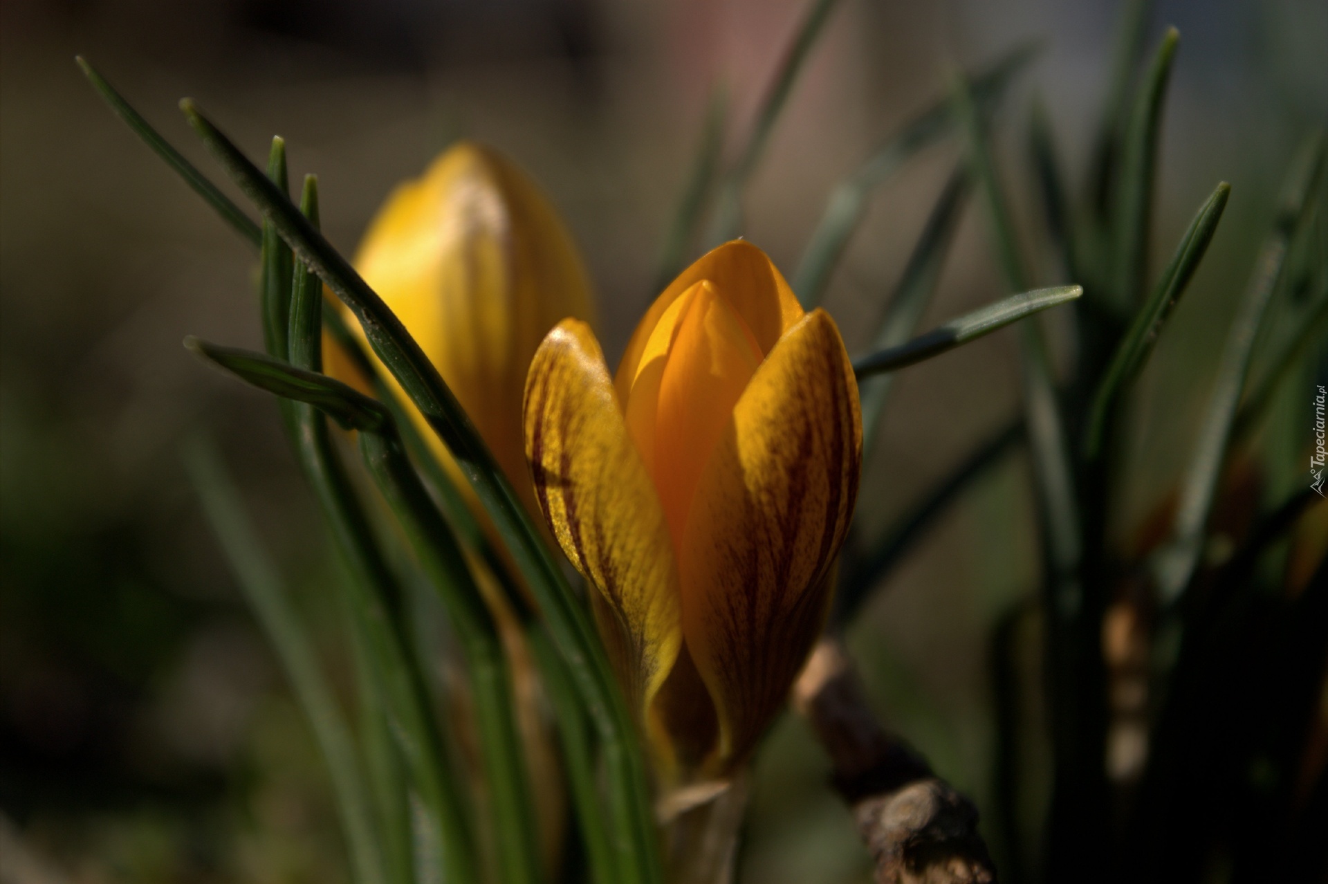 Krokus, Żółty, Kwiat