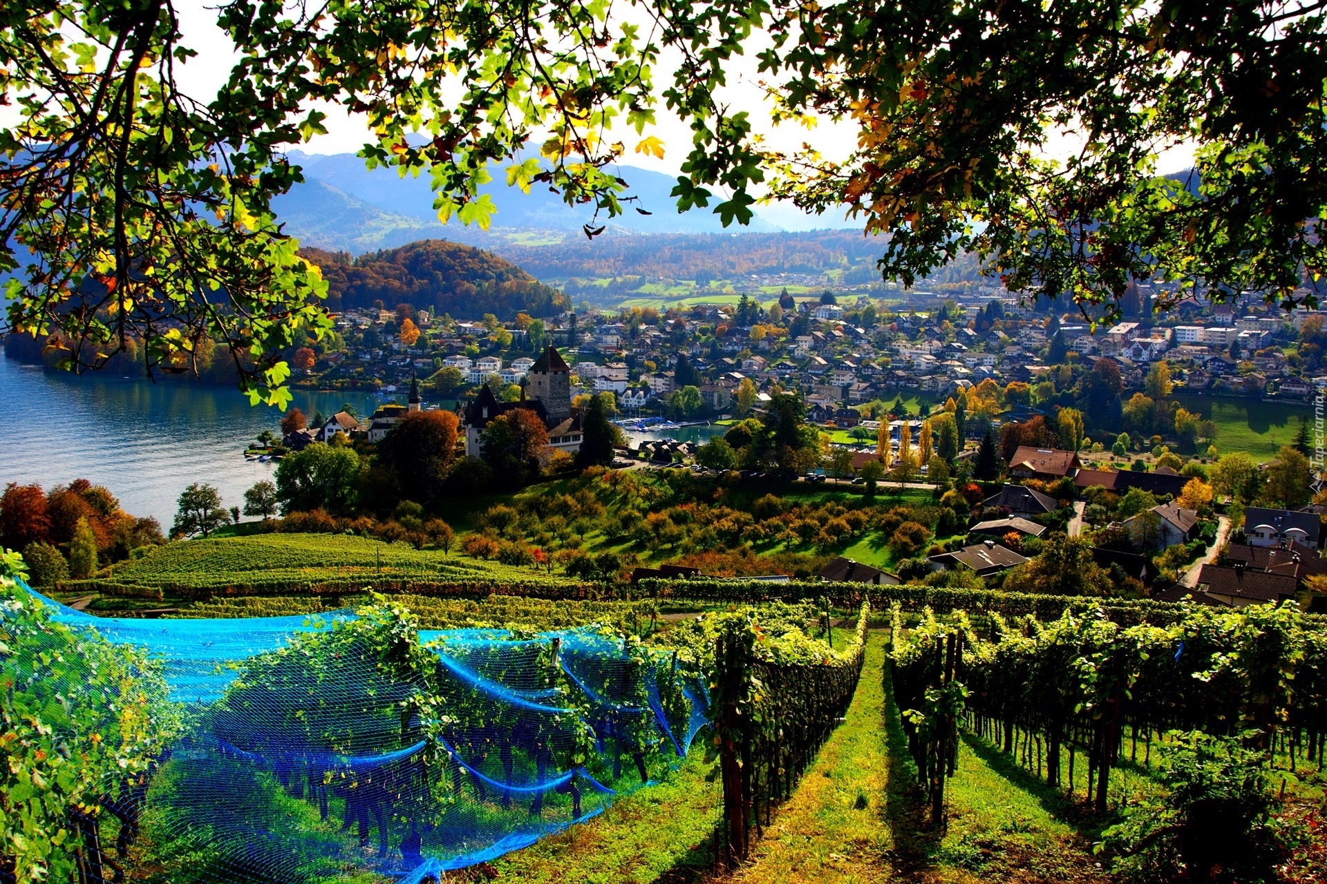 Winnica, Panorama, Miasto,  Spiez, Szwajcaria