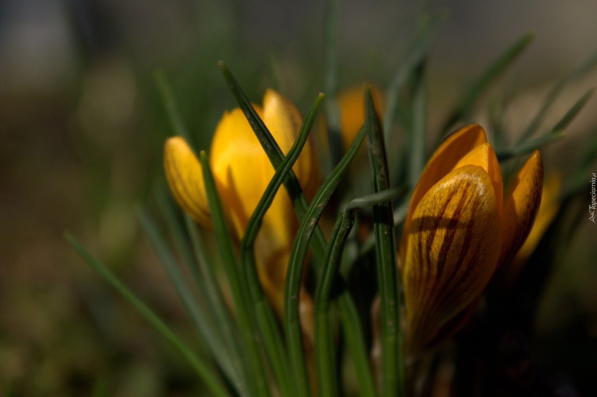 Krokus, Żółty, Kwiat