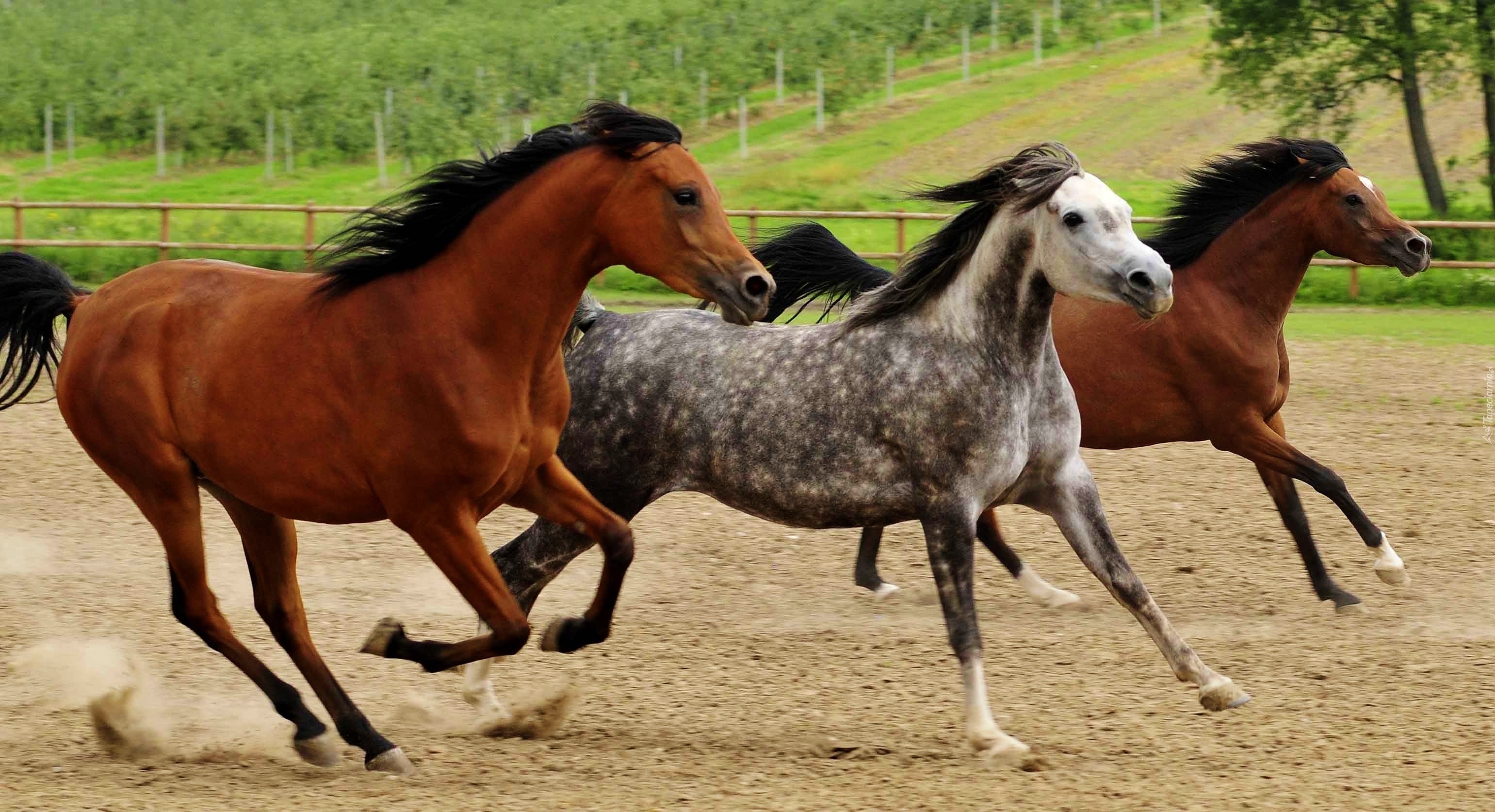 Konie, Galop, Grzywy