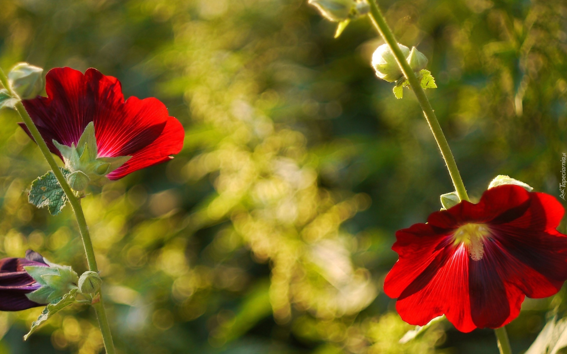 Czerwony, Hibiskus