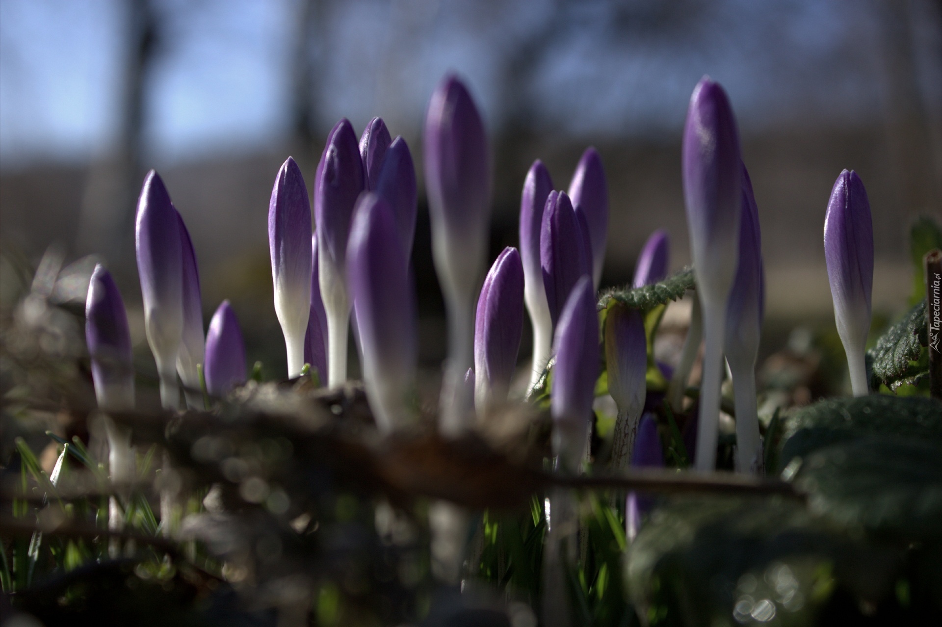 Krokus, Fiolet, Kwiat