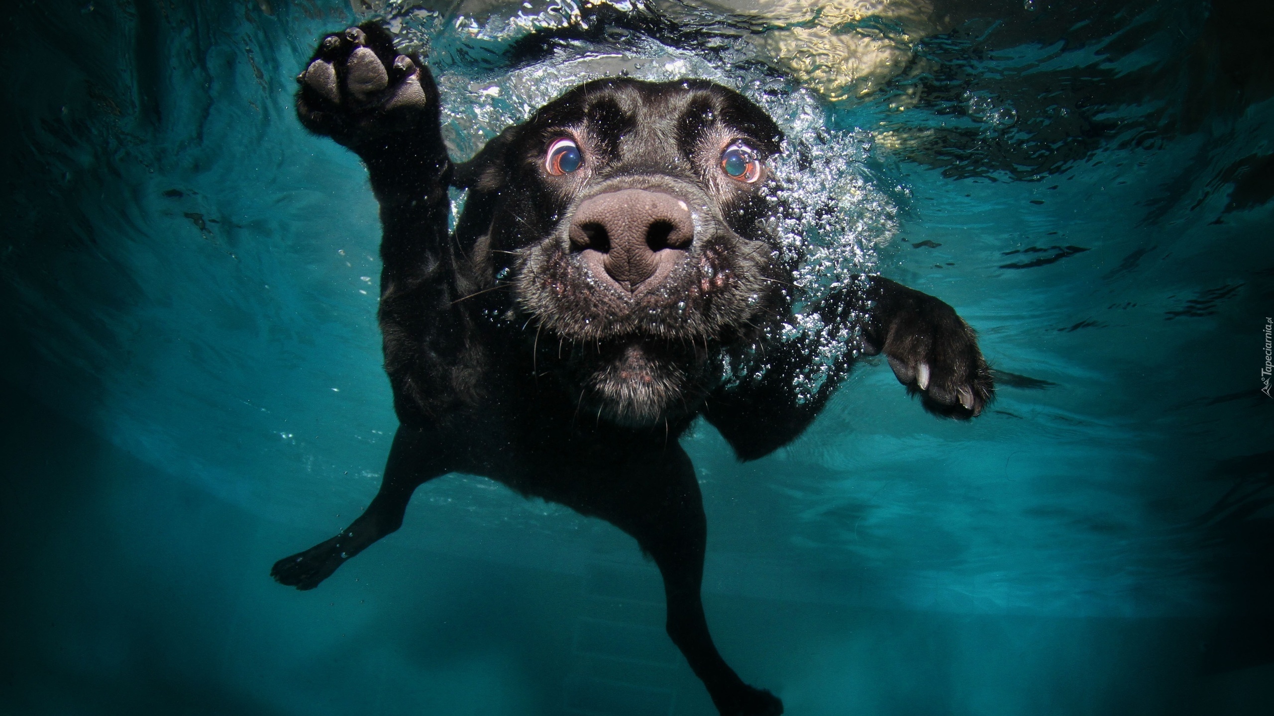 Pies, Pływa, Woda, Śmieszne