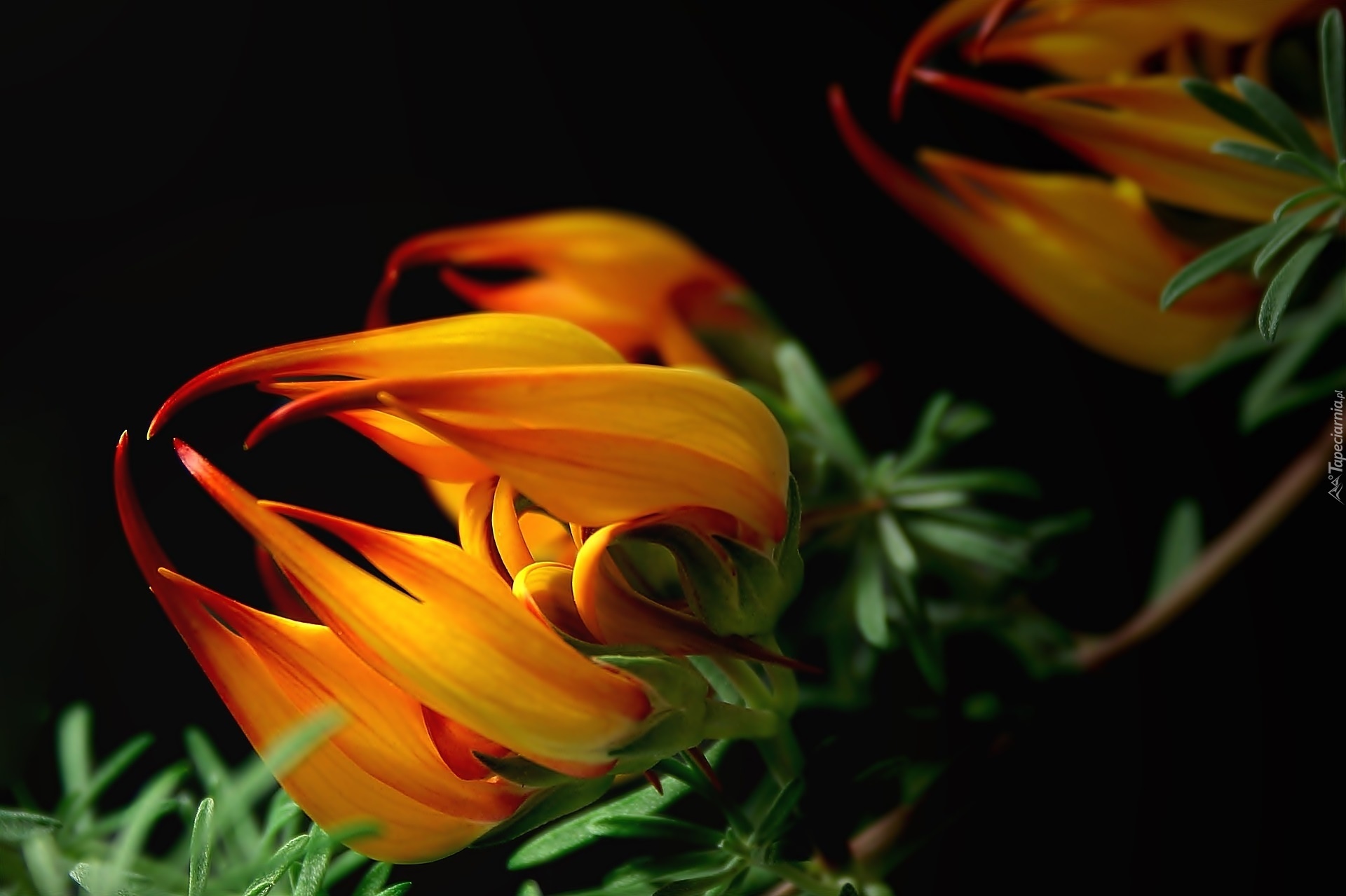 Kwiat, Gazania, Makro