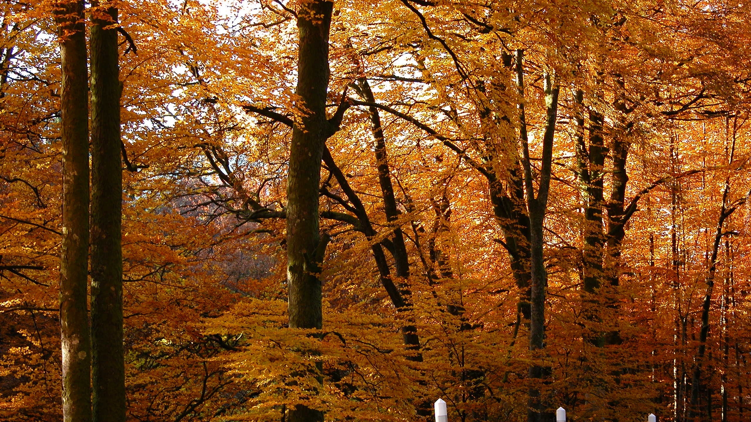 Drzewa, Jesień, Park