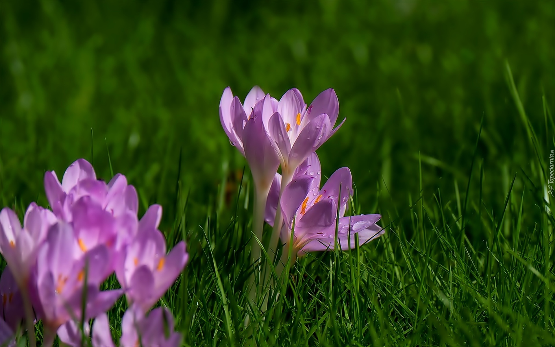 Krokus, Trawa