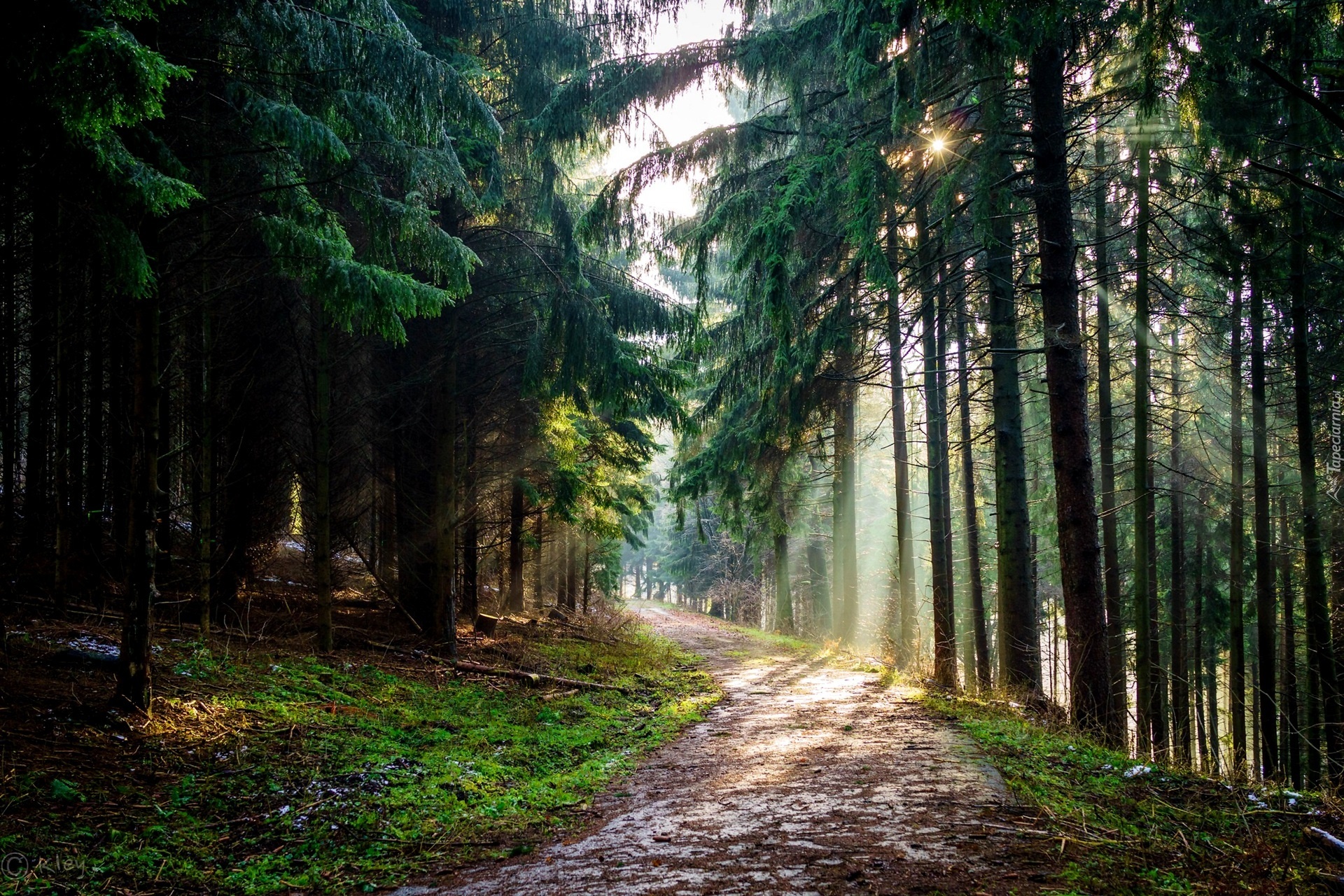 Las, Droga, Promienie Słońca