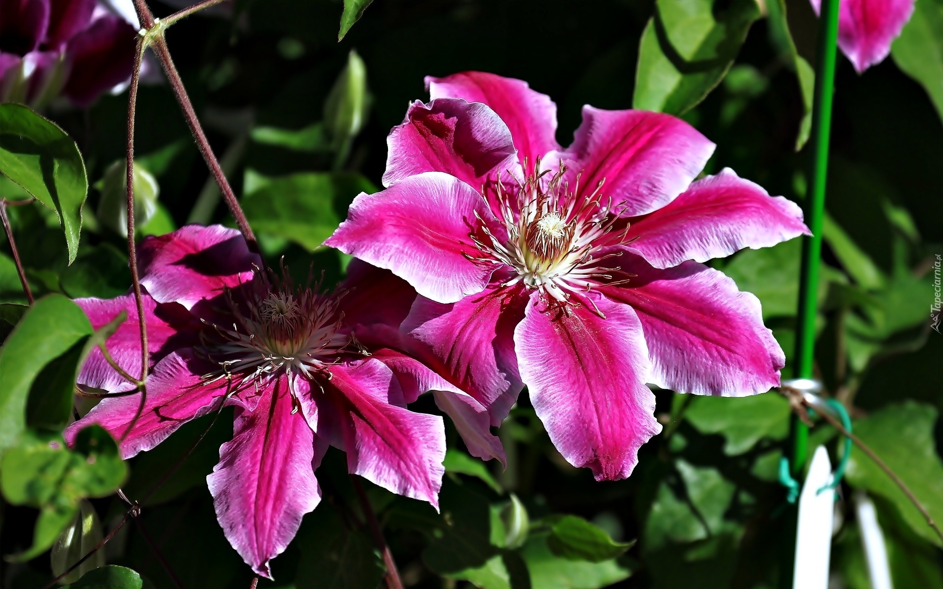 Różowe, Kwiaty, Clematis