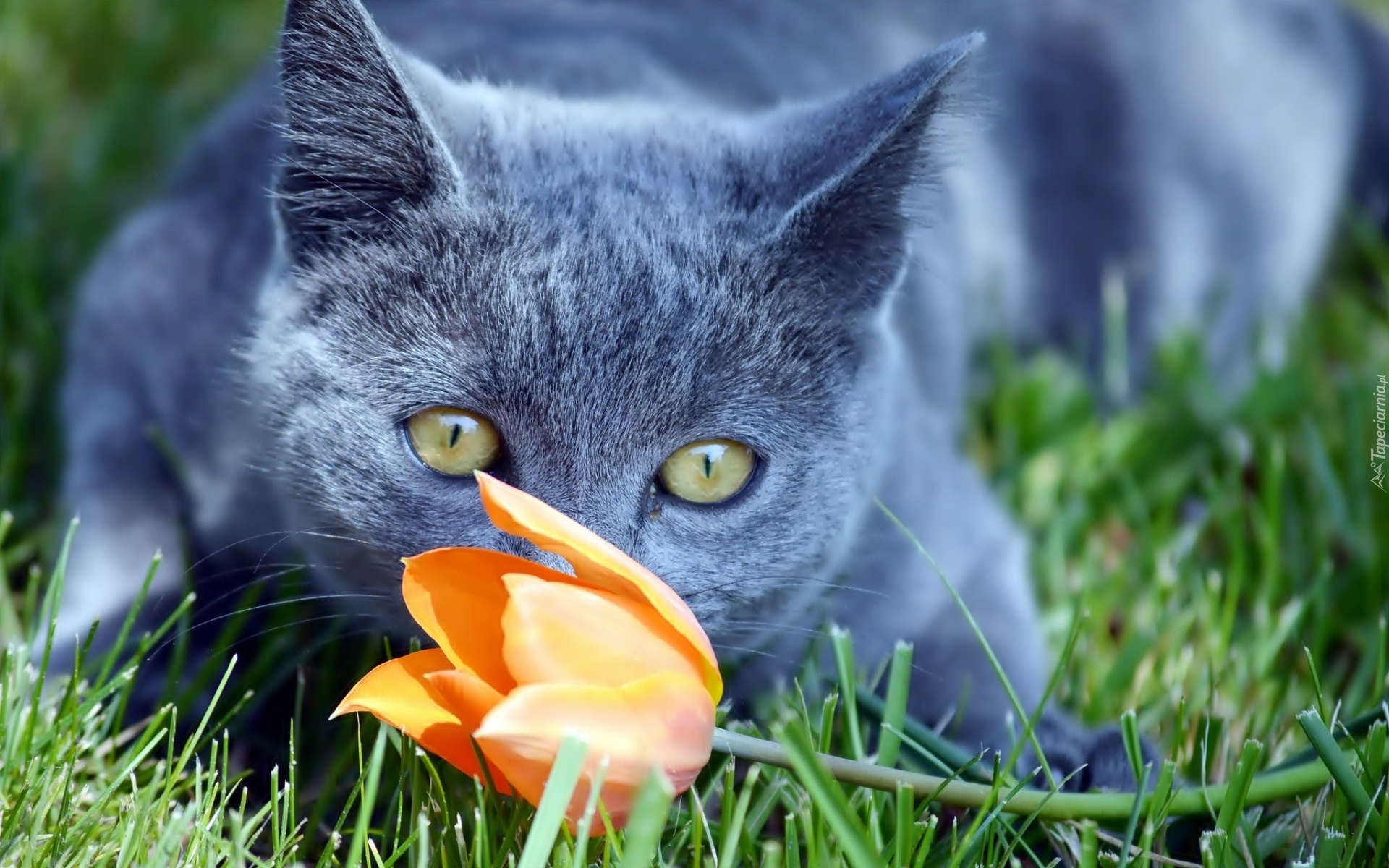 Kot, Tulipan, Trawa