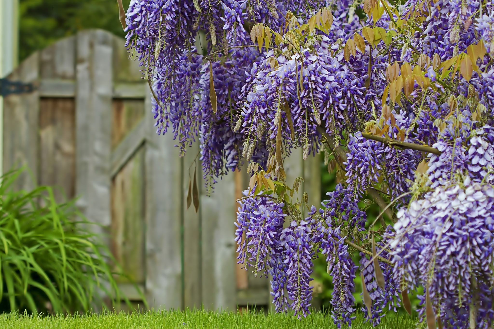 Kwiaty, Wisteria, Płot