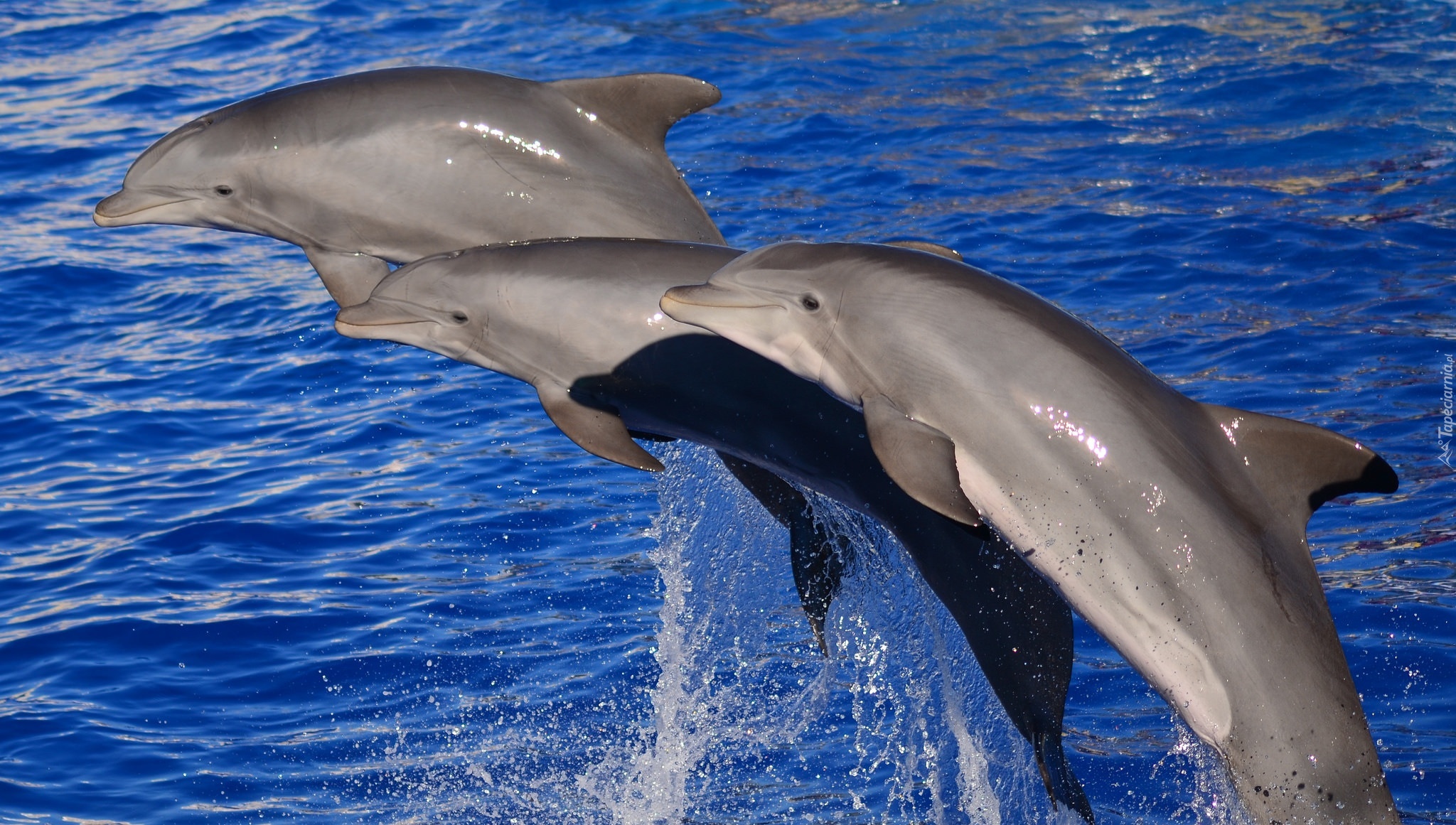 Rodzinka, Delfinów, Ocean