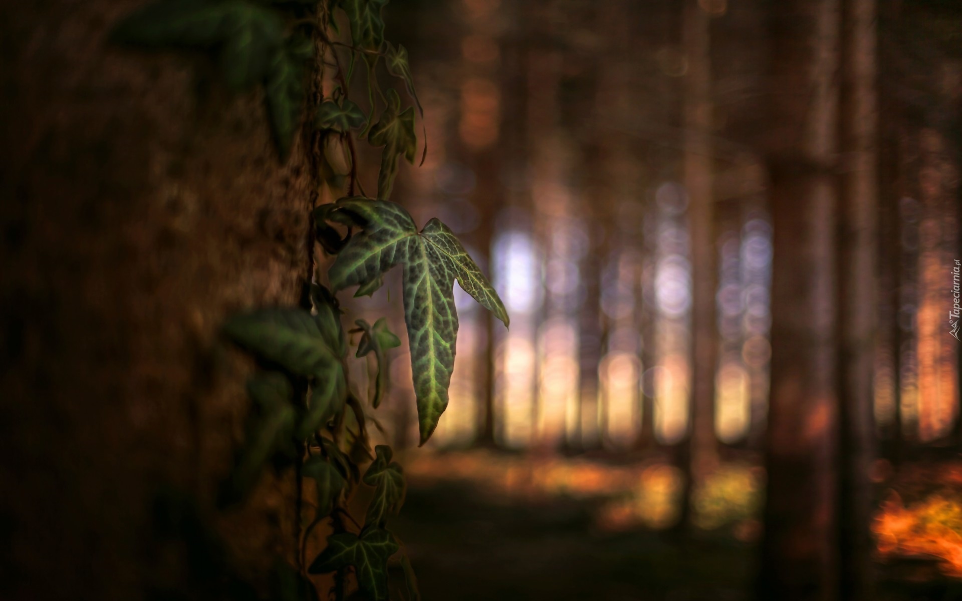 Liść, Drzewo, Las, Bokeh, Przebijające Światło