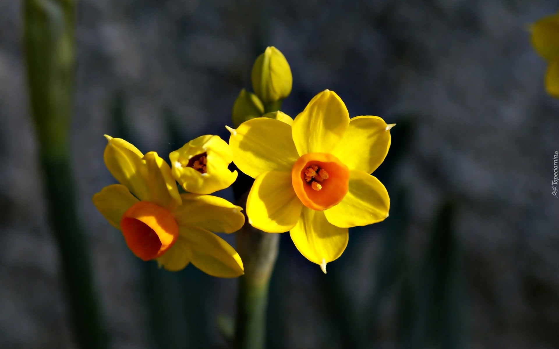 Żółte, Kwiaty, Narcyz