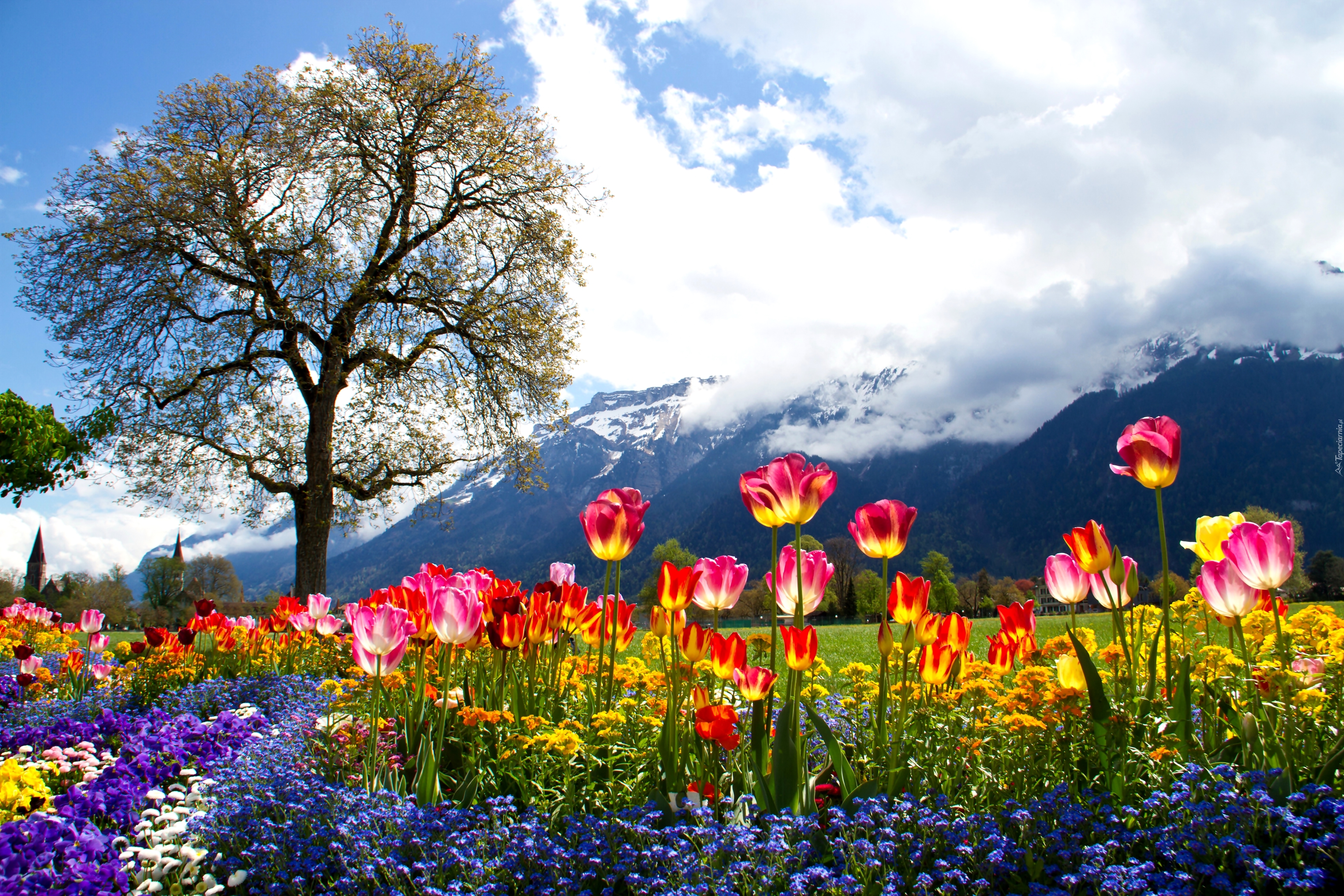 Kolorowe, Tulipany, Drzewo, Góry