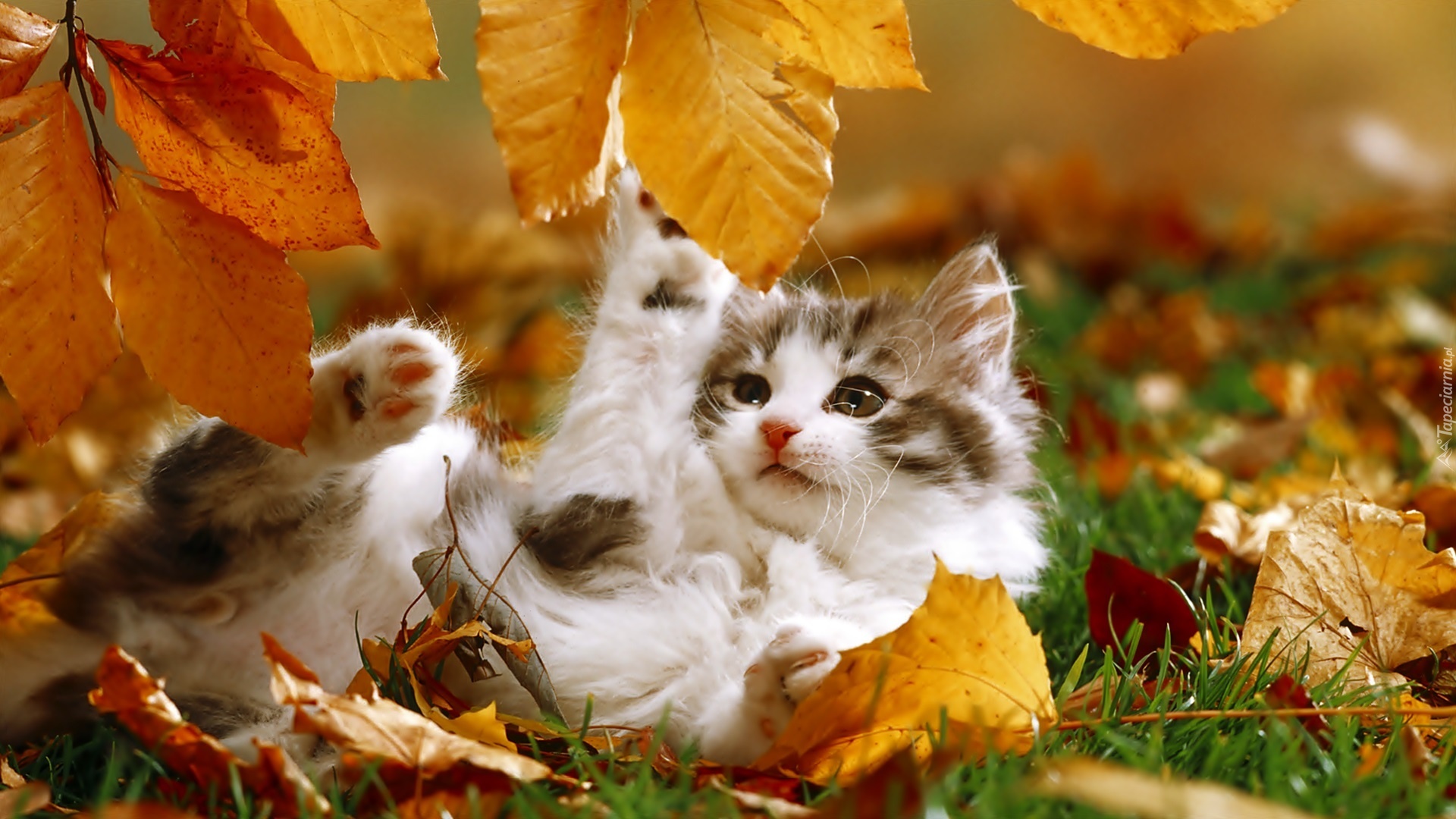 Kotek, Jesień, Liście