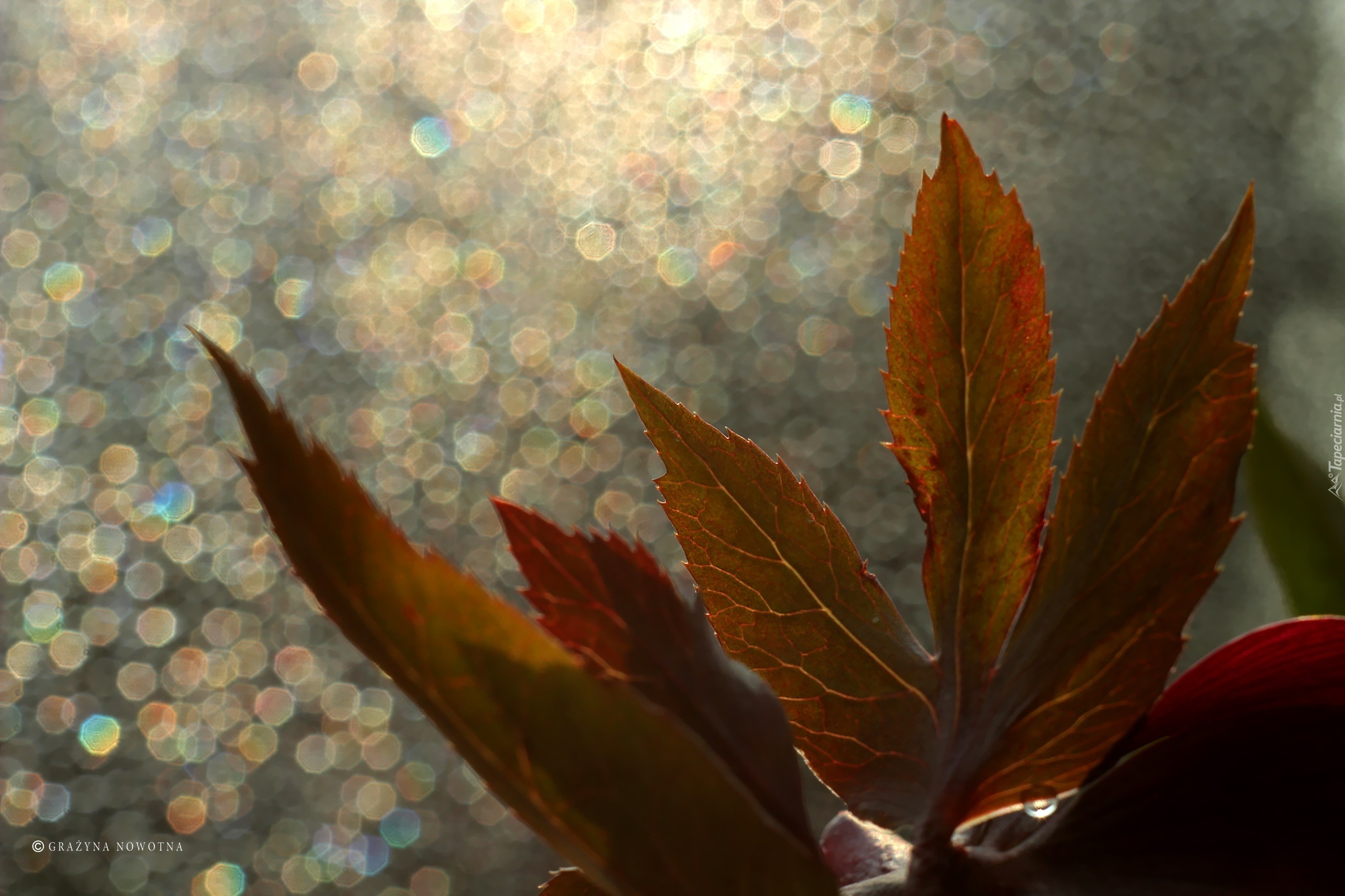 Liście, Bokeh