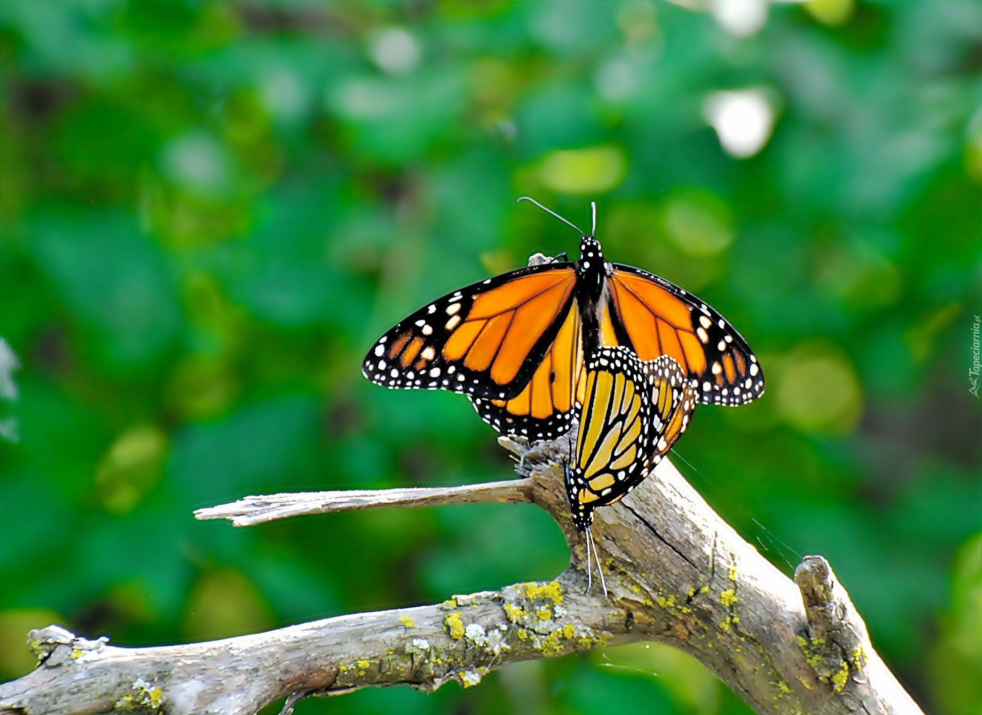 Owad, Motyl Monarchy, Gałąź