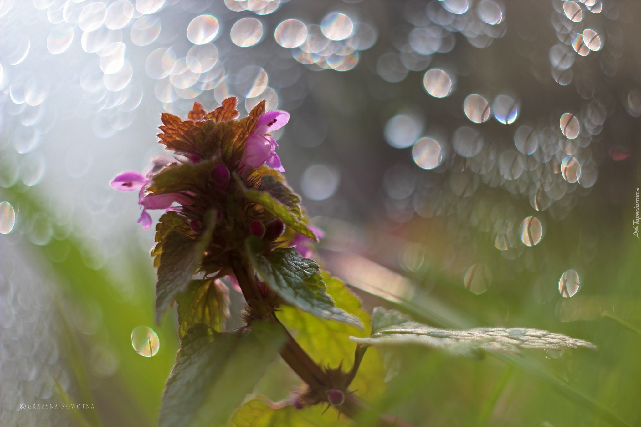 Jasnota Purpurowa, Roślina, Bokeh