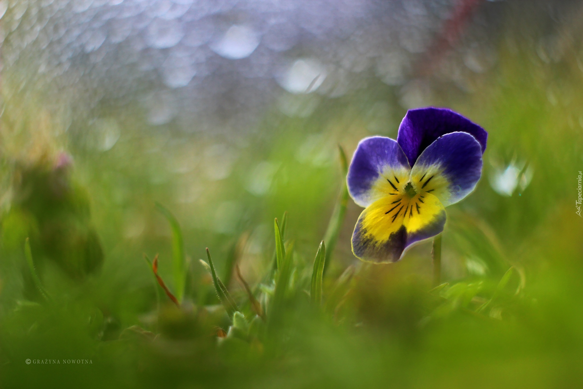 Bratek, Kwiat, Bokeh