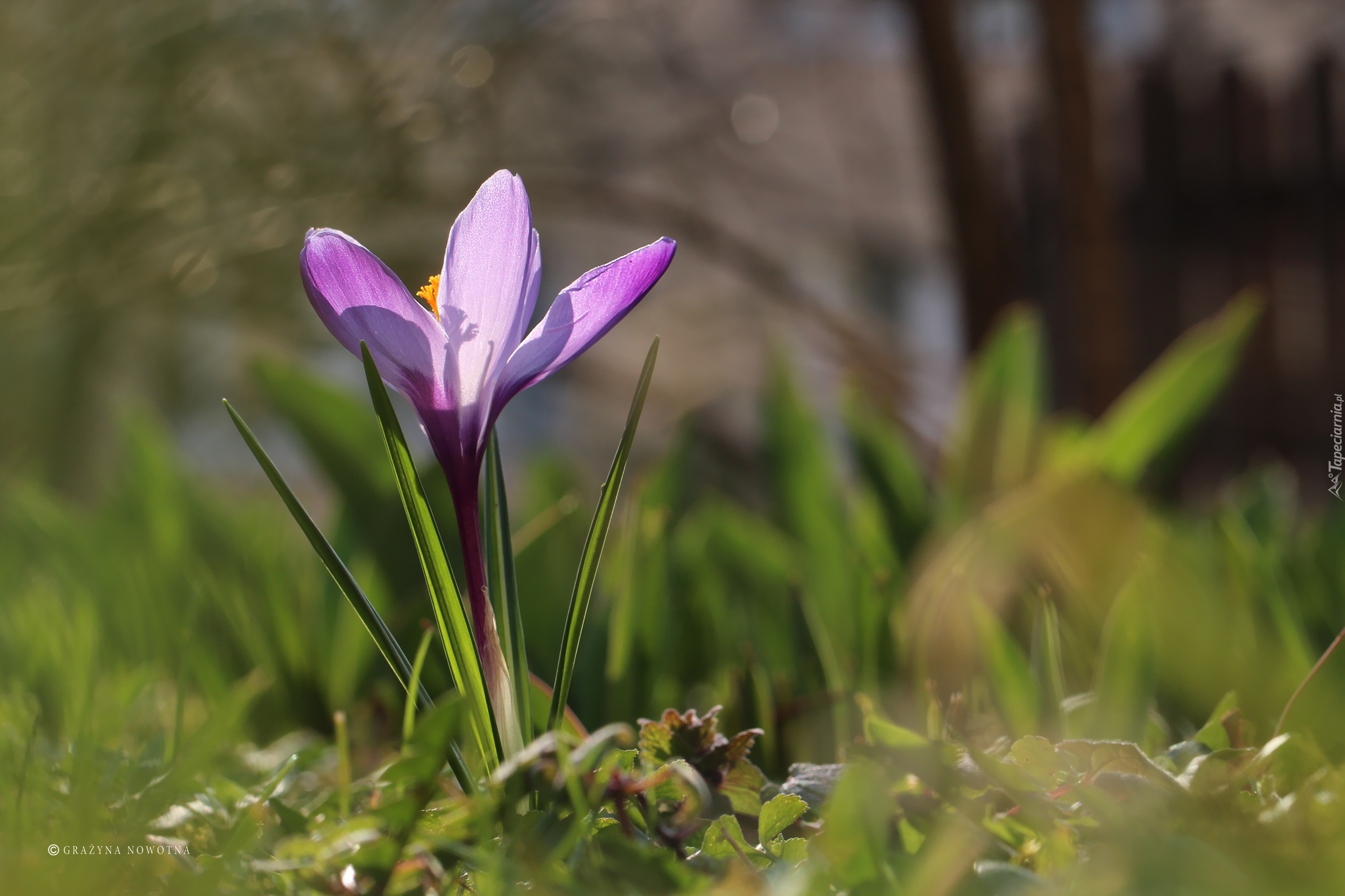 Fioletowy, Krokus, Kwiat