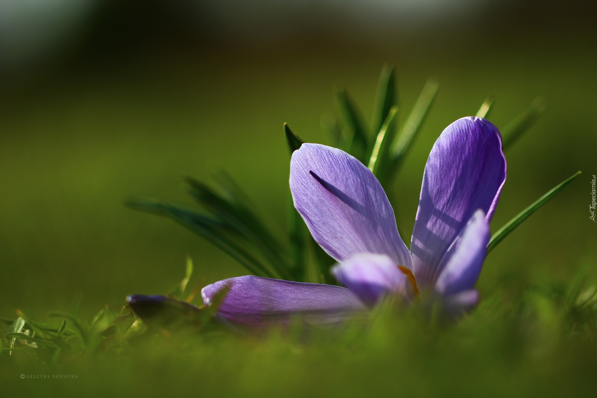 Fioletowy, Krokus, Płatki