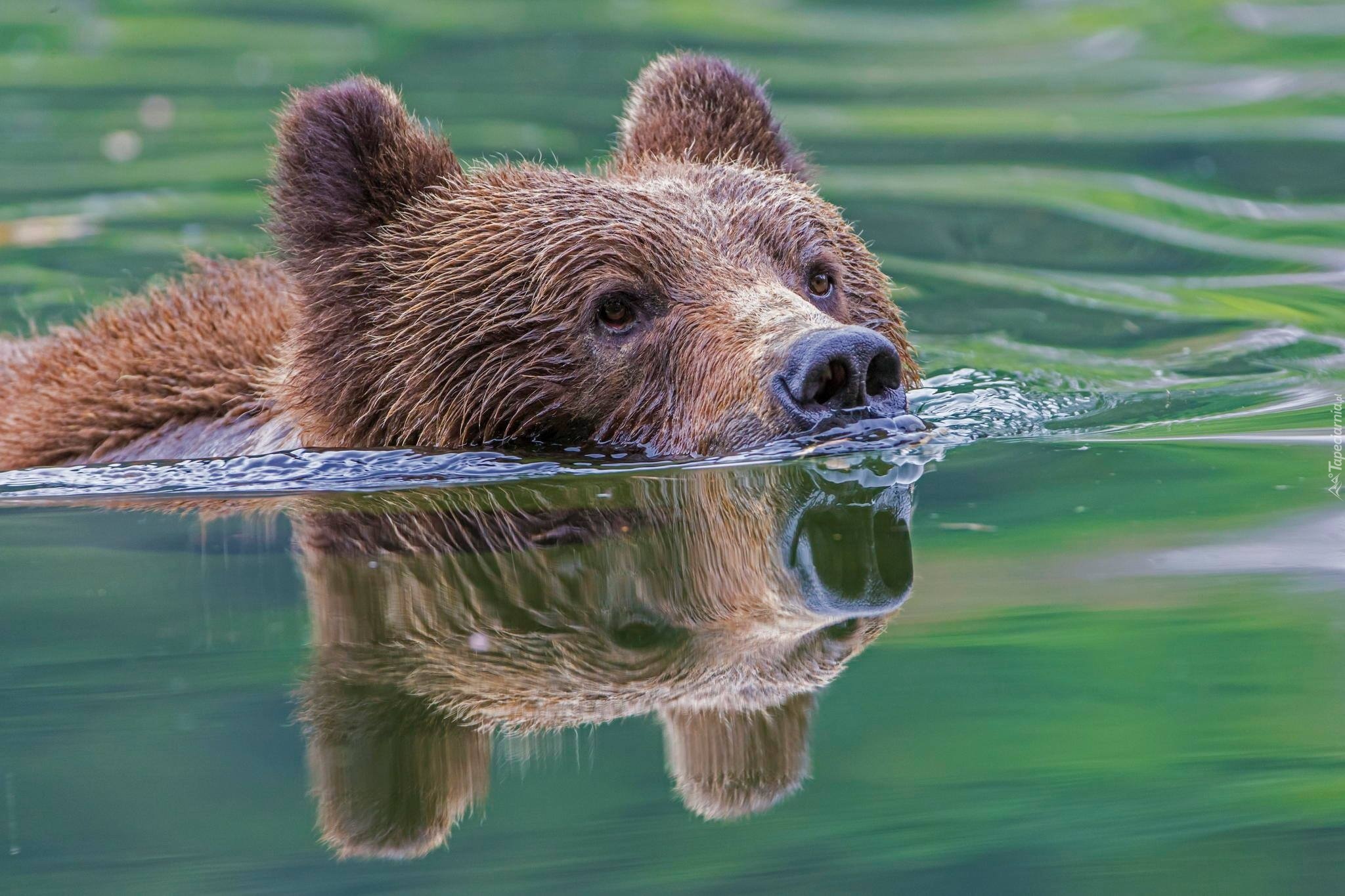 Сколько живут медведи в неволе. Бурый медведь косолапый. Бурый медведь плавает. Медведь плывет. Медведь плавает.