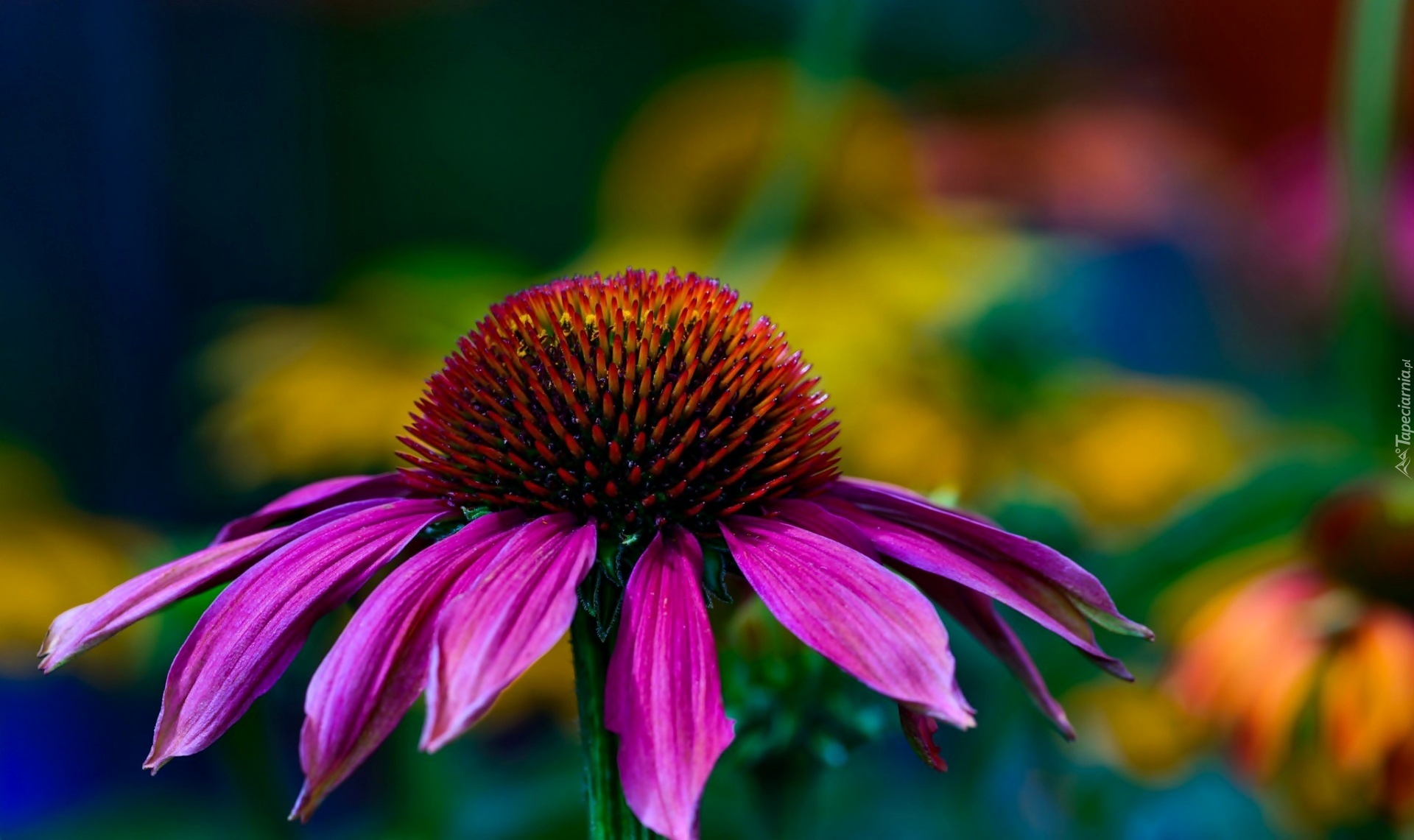 Kwiat, Echinacea, Jeżówka