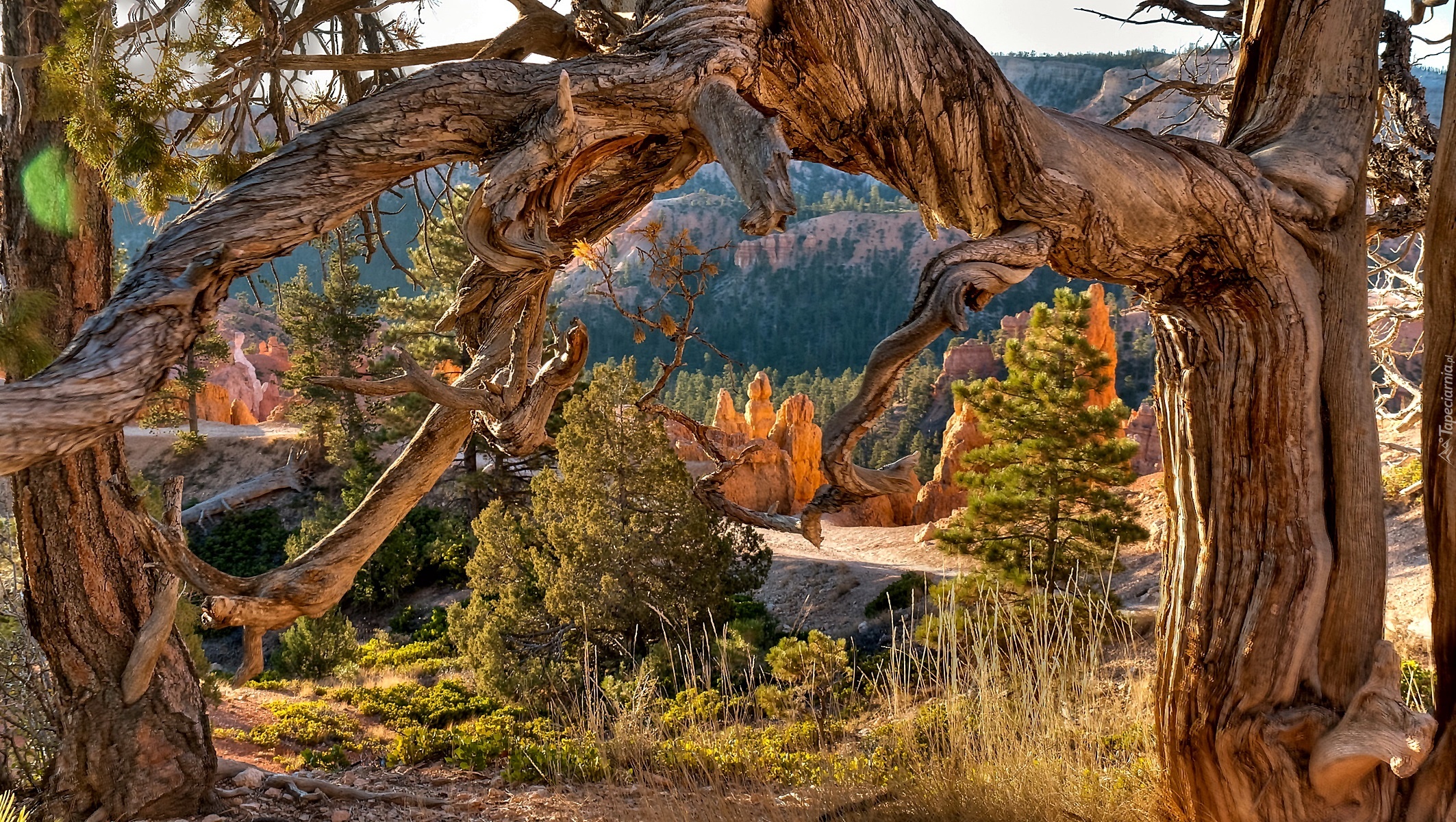 Rosochate Drzewa, Kanion, Utah, USA