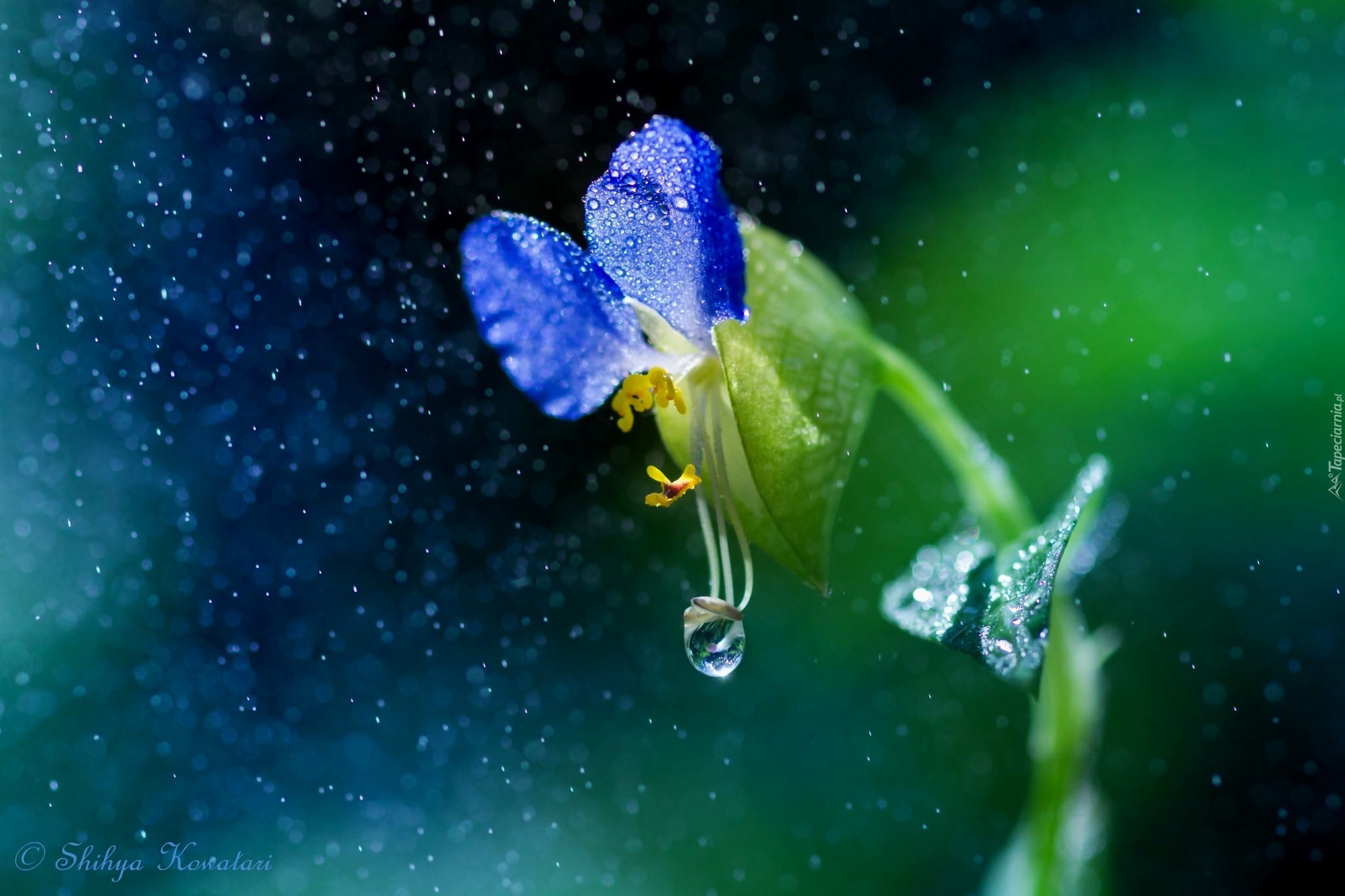 Niebieski, Kwiat, Makro, Krople, Deszcz