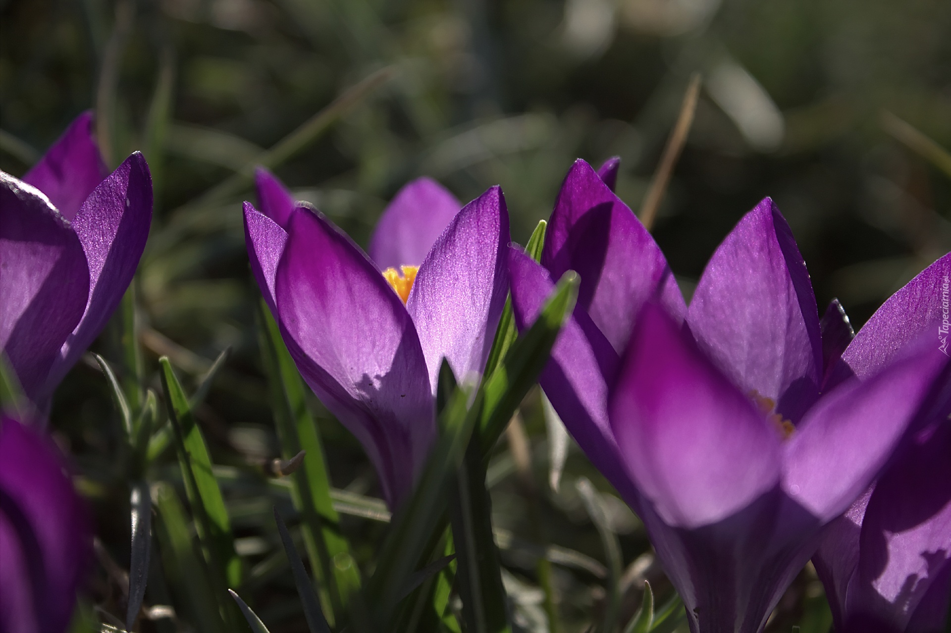 Krokus, Fioletowy